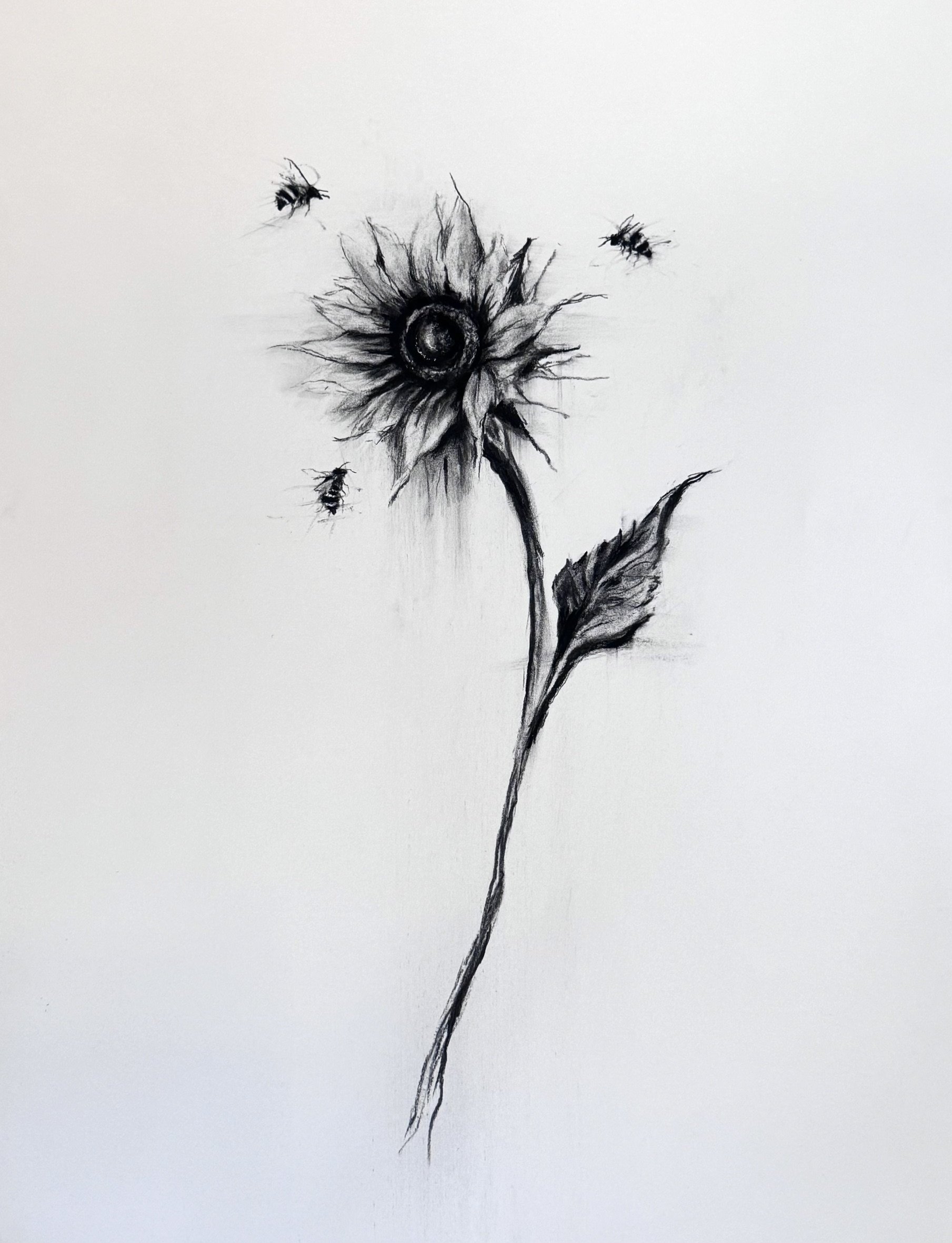 Rachel_Gardner_drawing_Energy ofThe Sunflower.jpeg