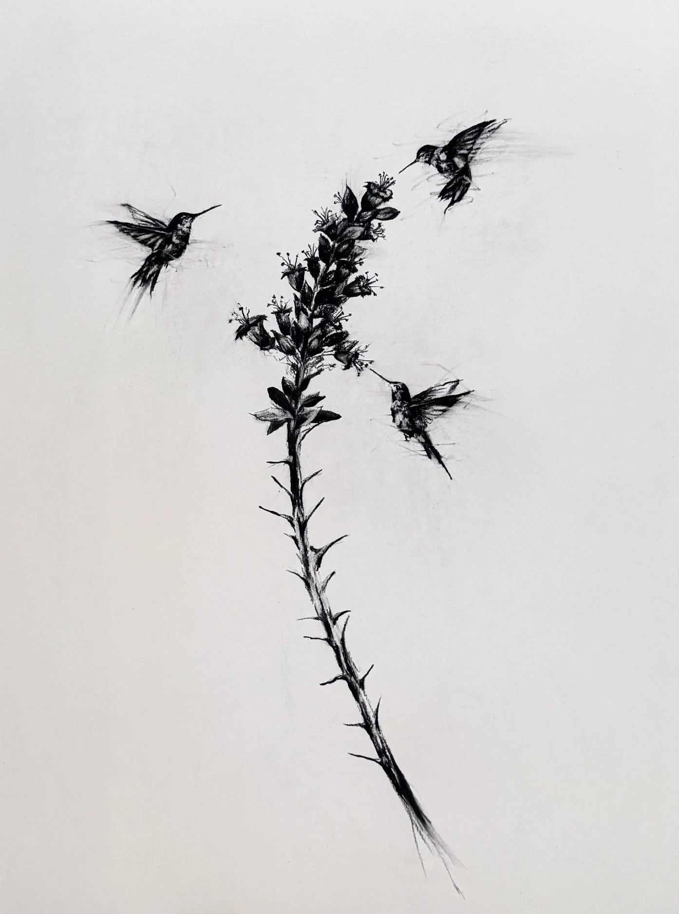 Rachel_Gardner_drawing_Sweet Nectar of The Ocotillo.jpeg