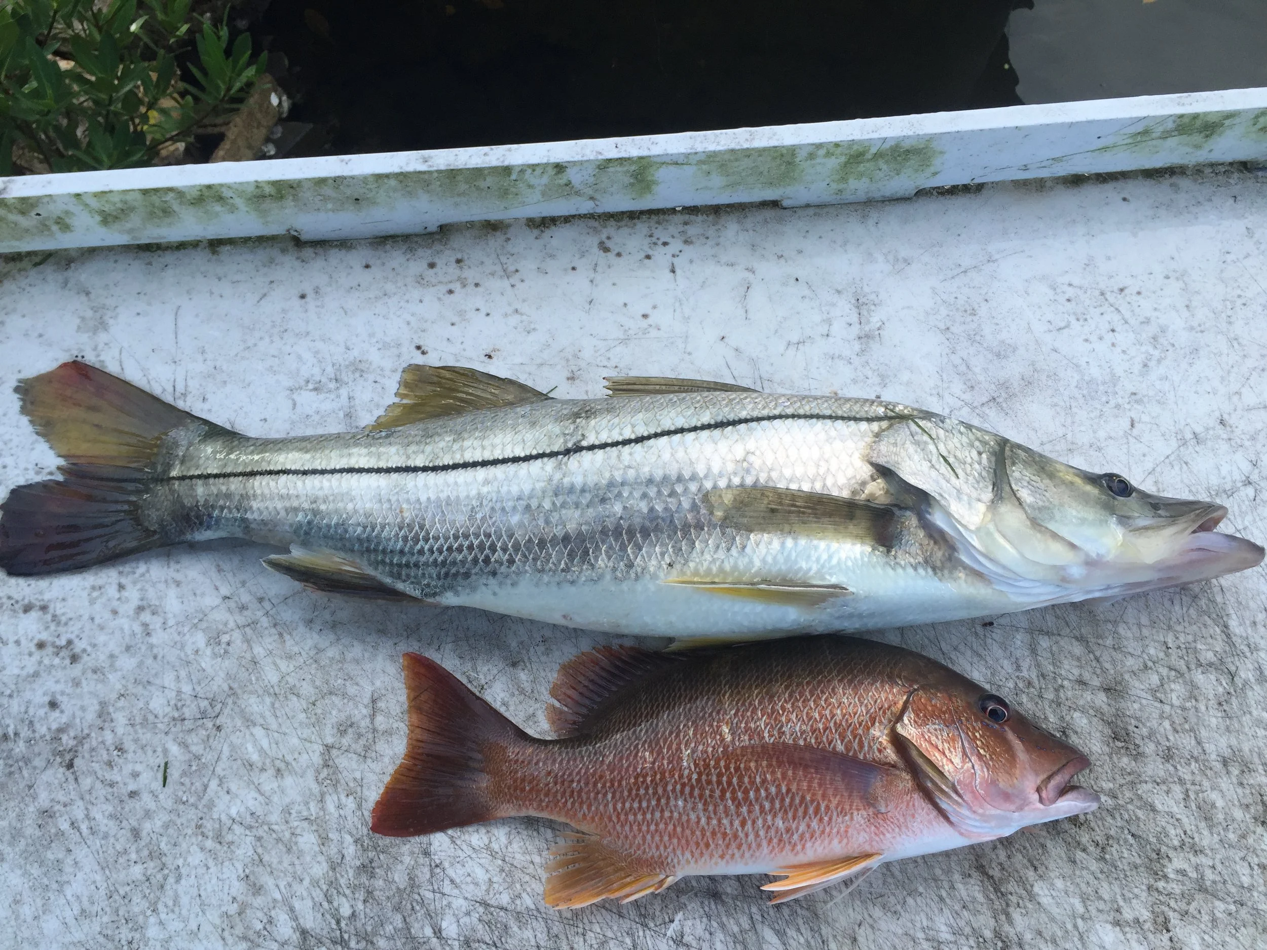 Before filleting the previous nights catch!