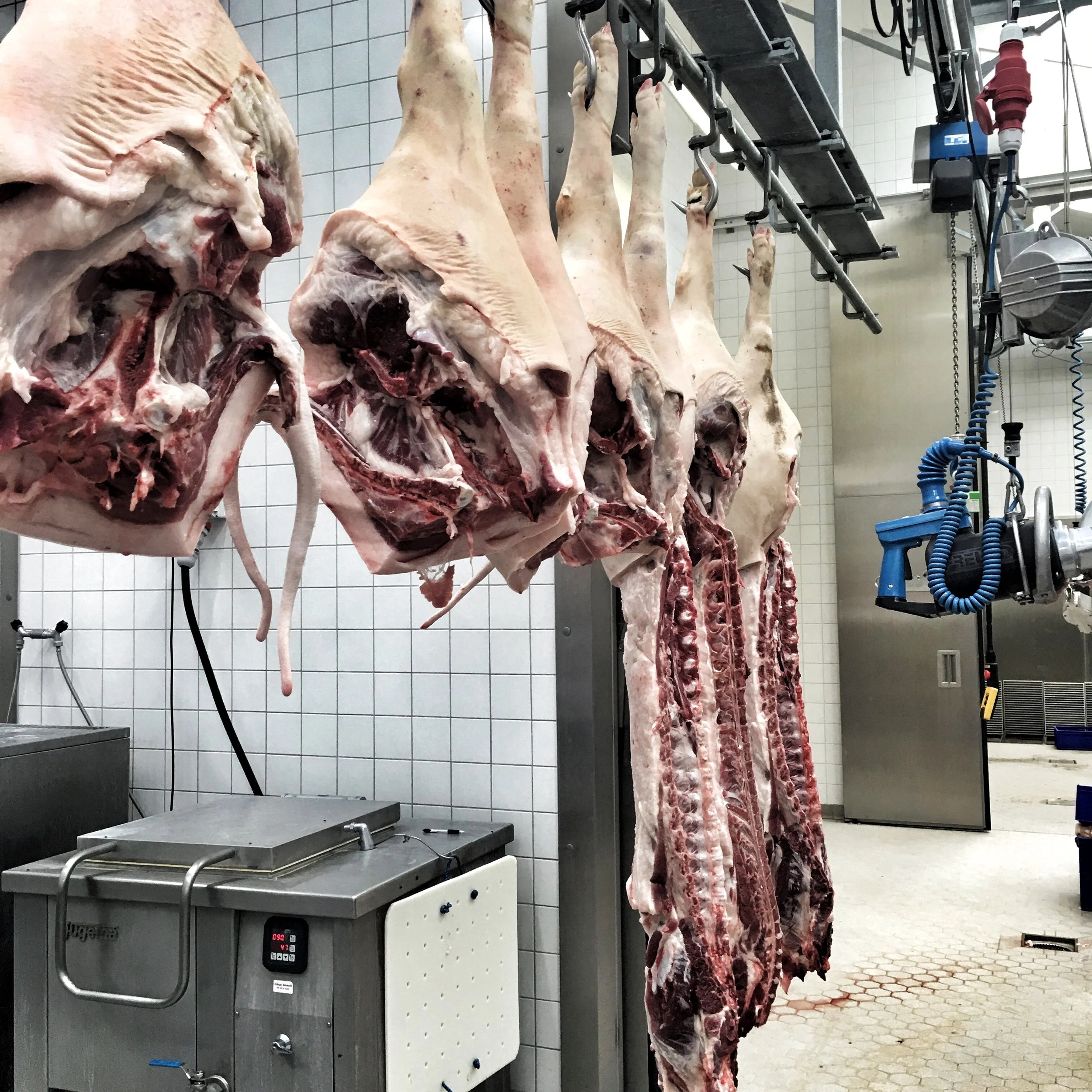 Carcasses on the rail coming in from the harvest facility