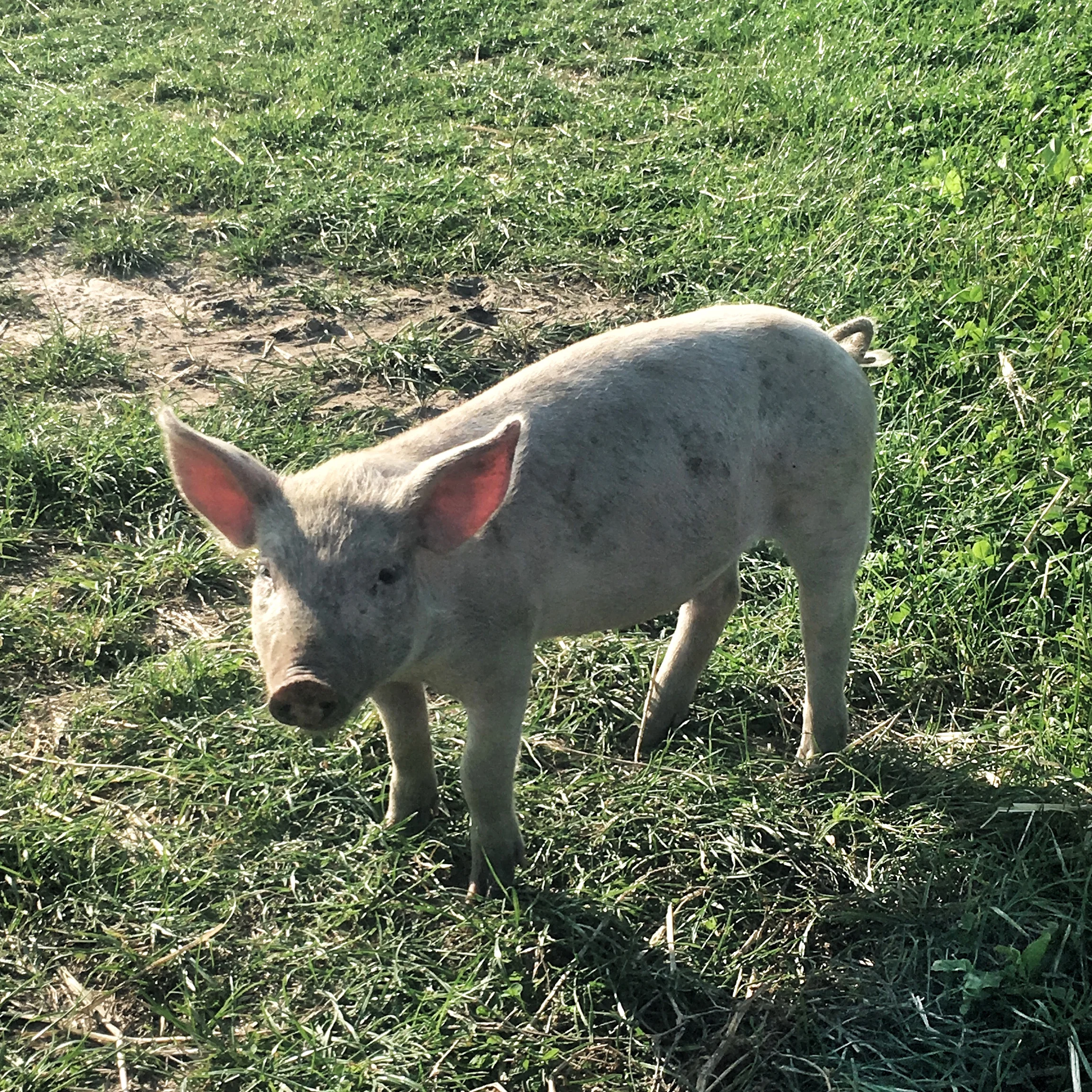 We visited the pig farm later that day, The Steensgaard pigs run free in the pastures - just like pigs should.