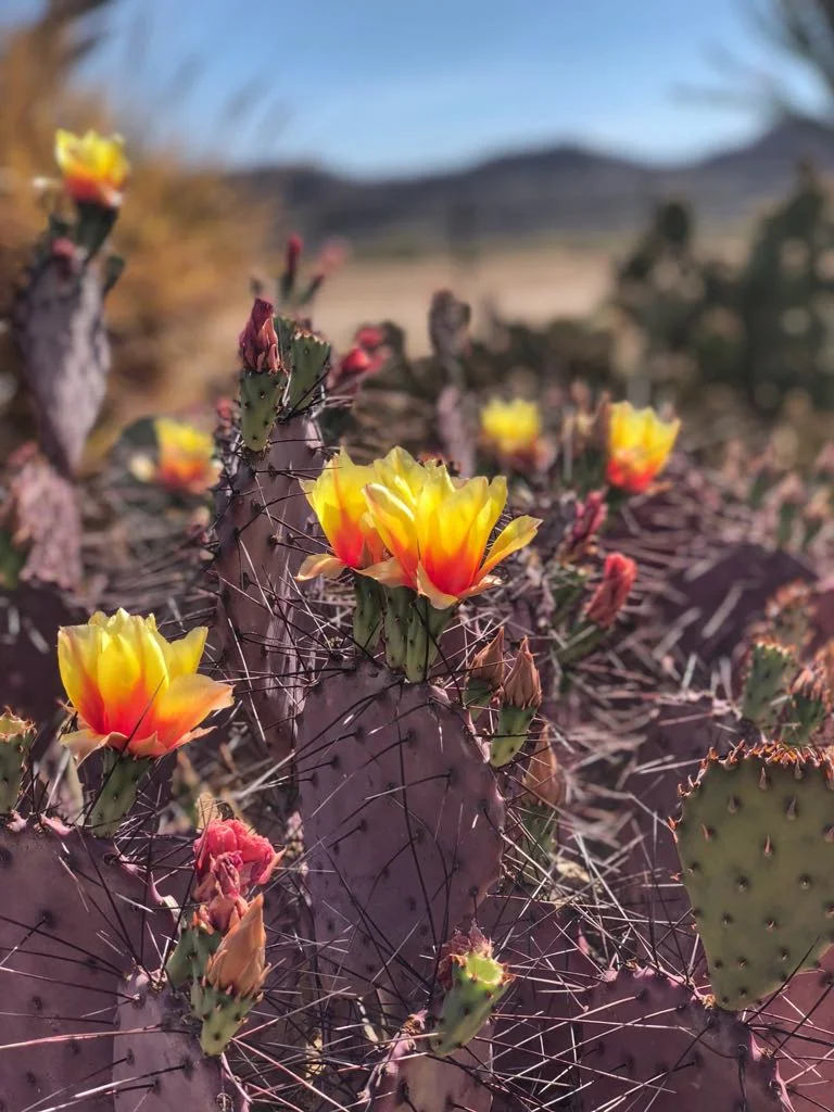 Arizona is home to many varieties of cactus.