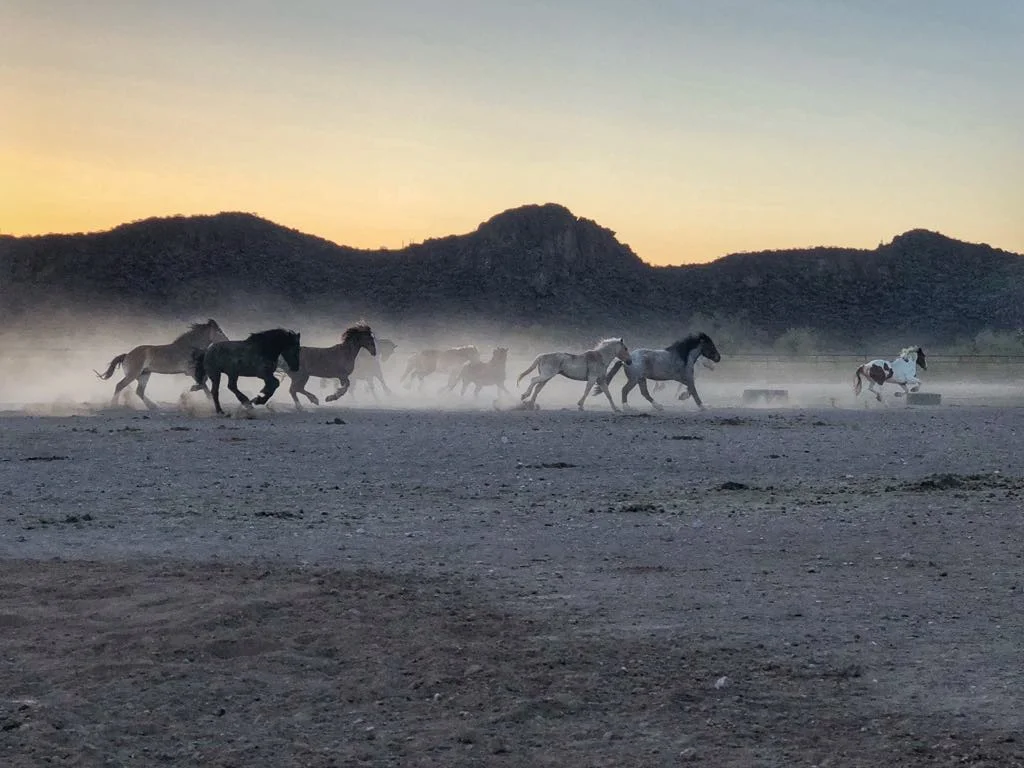 I rose early one morning and meandered out to the horse stables before we started the photoshoot for the day. The horses had just spotted the feed truck and by the looks of it, I'm guessing they were hungry!