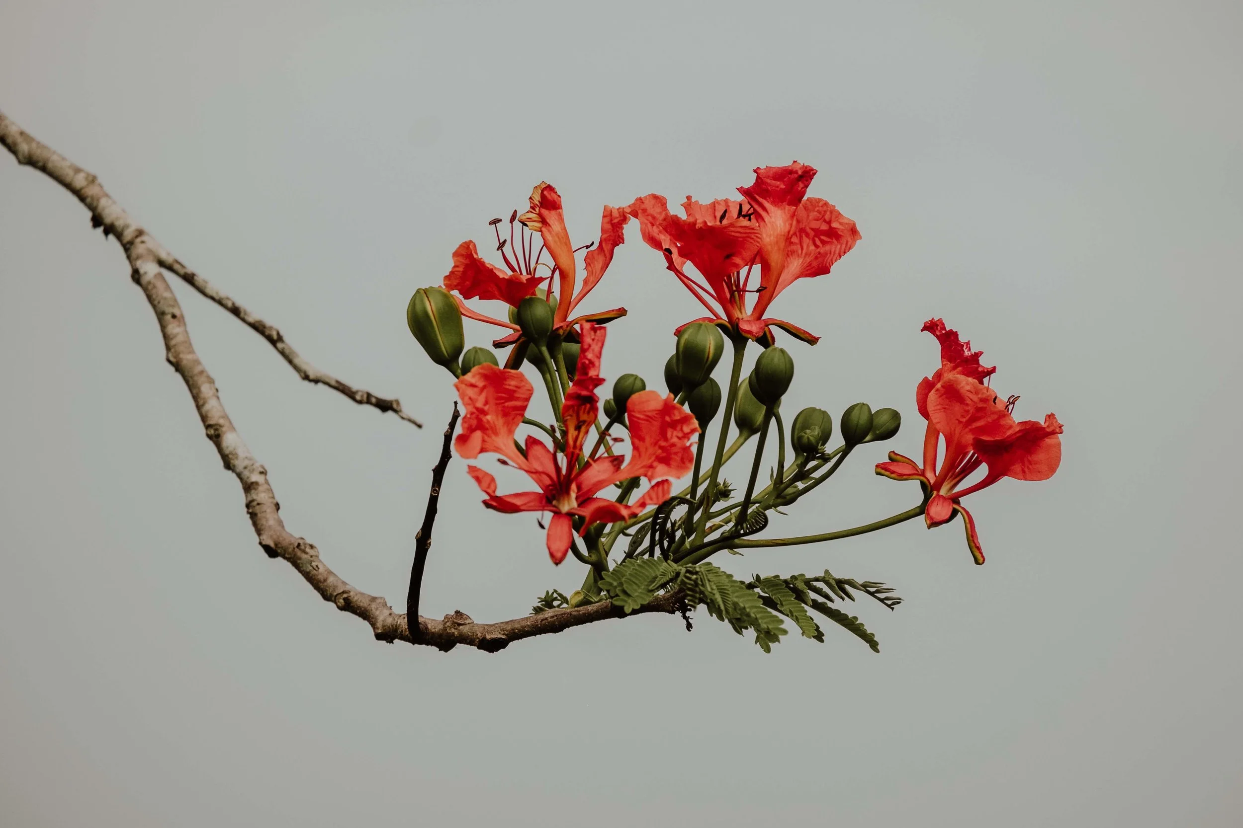 Cappuccino Muffins — Mom on a Mission Cappuccino Muffins — Mom on a Mission