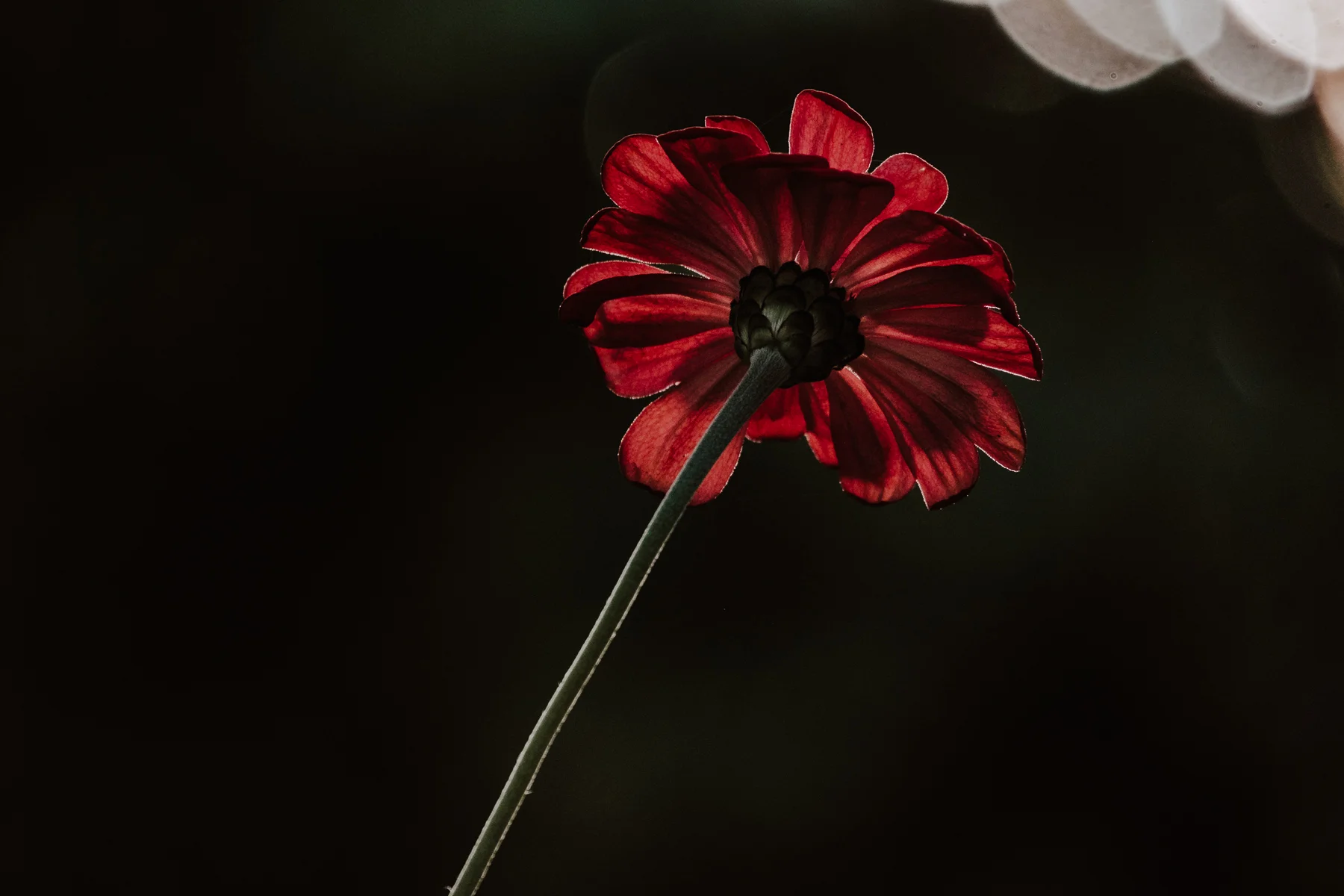 DSCF3451.jpg