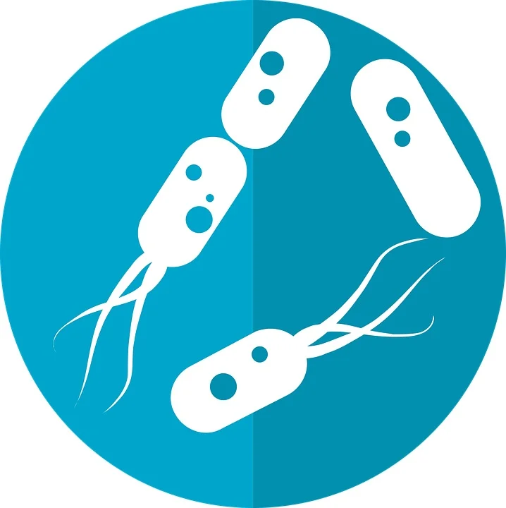 Extract DNA from Bacteria