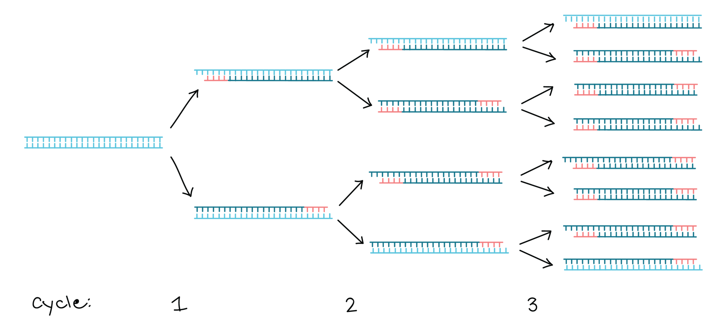 One to a Billion - Intro to DNA amplification with PCR - CANCELLED