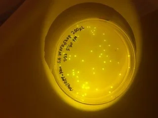 A successful transformation of plasmid DNA into E.coli. Each glowing dot represents one bacterial colony expressing a fluorescent protein.
