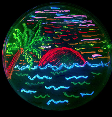 BEGINNERS WORKSHOP: Painting with bacteria