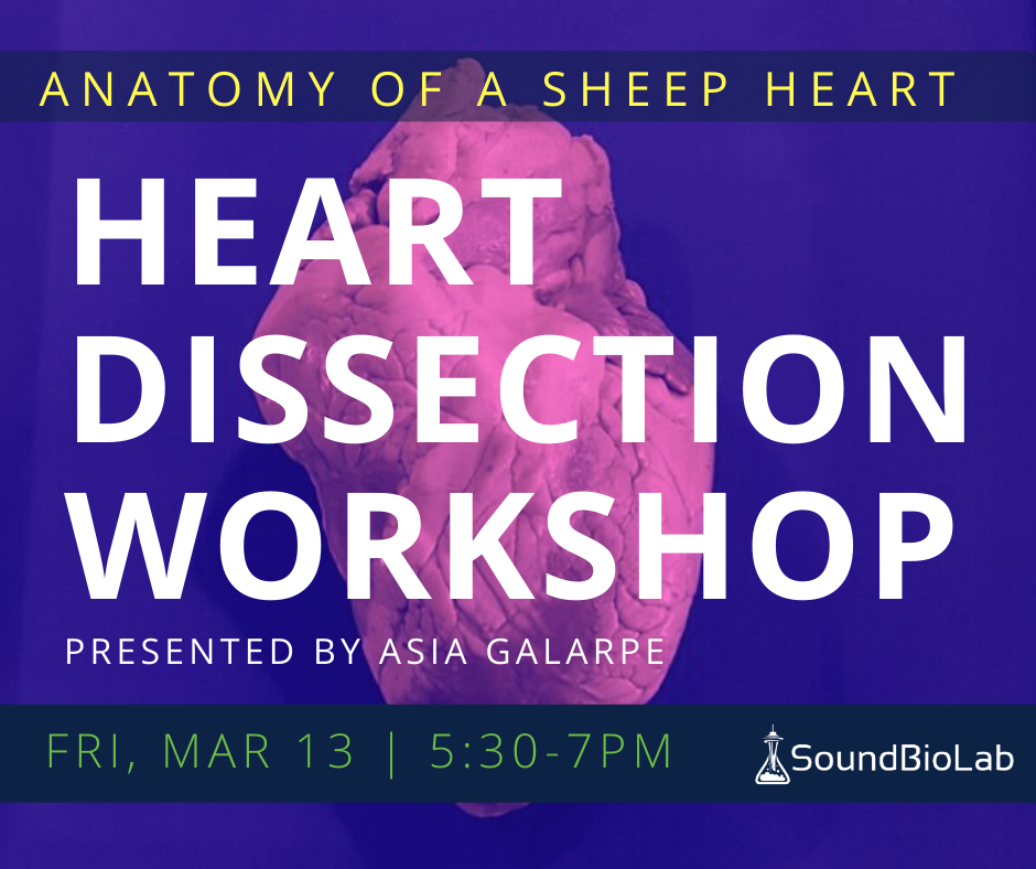 (CANCELLED) BEGINNERS WORKSHOP: Heart Dissection