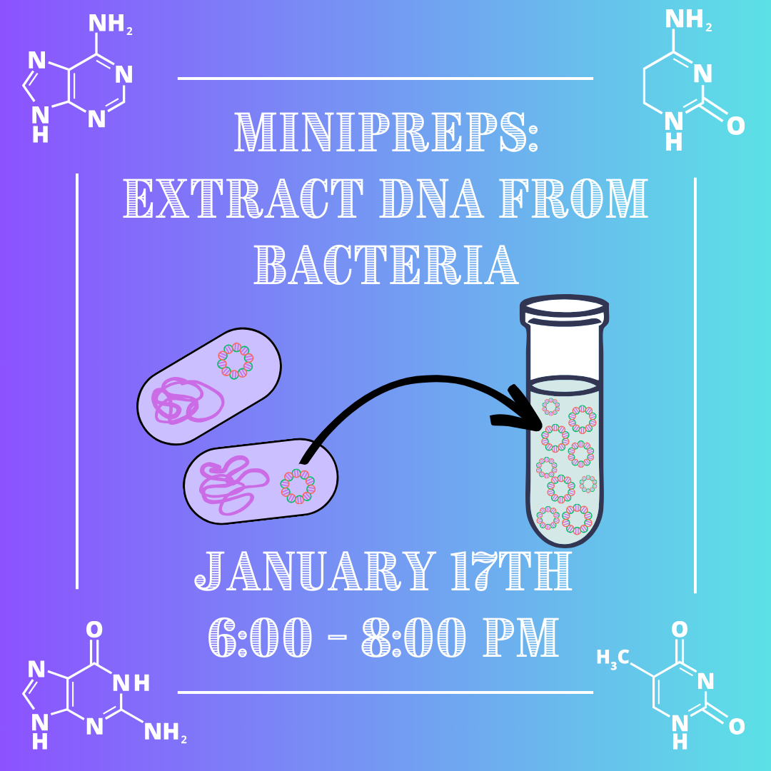 Minipreps: Extract DNA from Bacteria