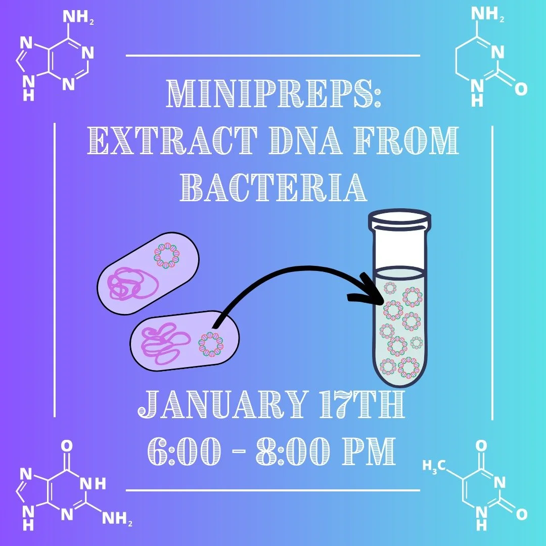 🧪Extracting and purifying plasmid DNA from bacteria, or mini-prepping, is an essential lab technique for molecular biology. Mini-prepping enables fast and inexpensive DNA purification from live cells - a first step for any genetic engineering projec