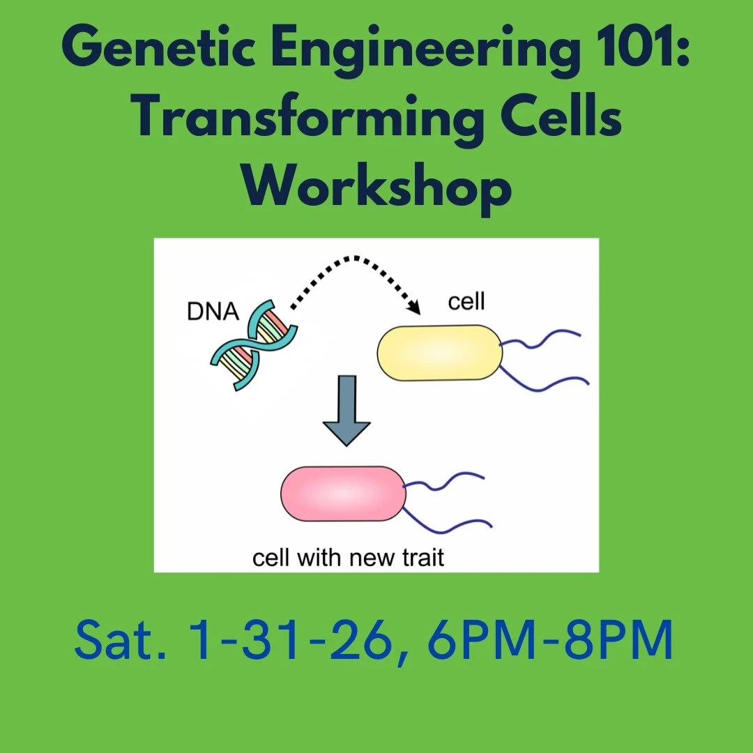 Bacterial transformation is an essential protocol for genetic engineering and molecular biology more broadly. Transformation is the process by which foreign DNA is taken into a cell. This simple yet powerful technique is often used to make large amou