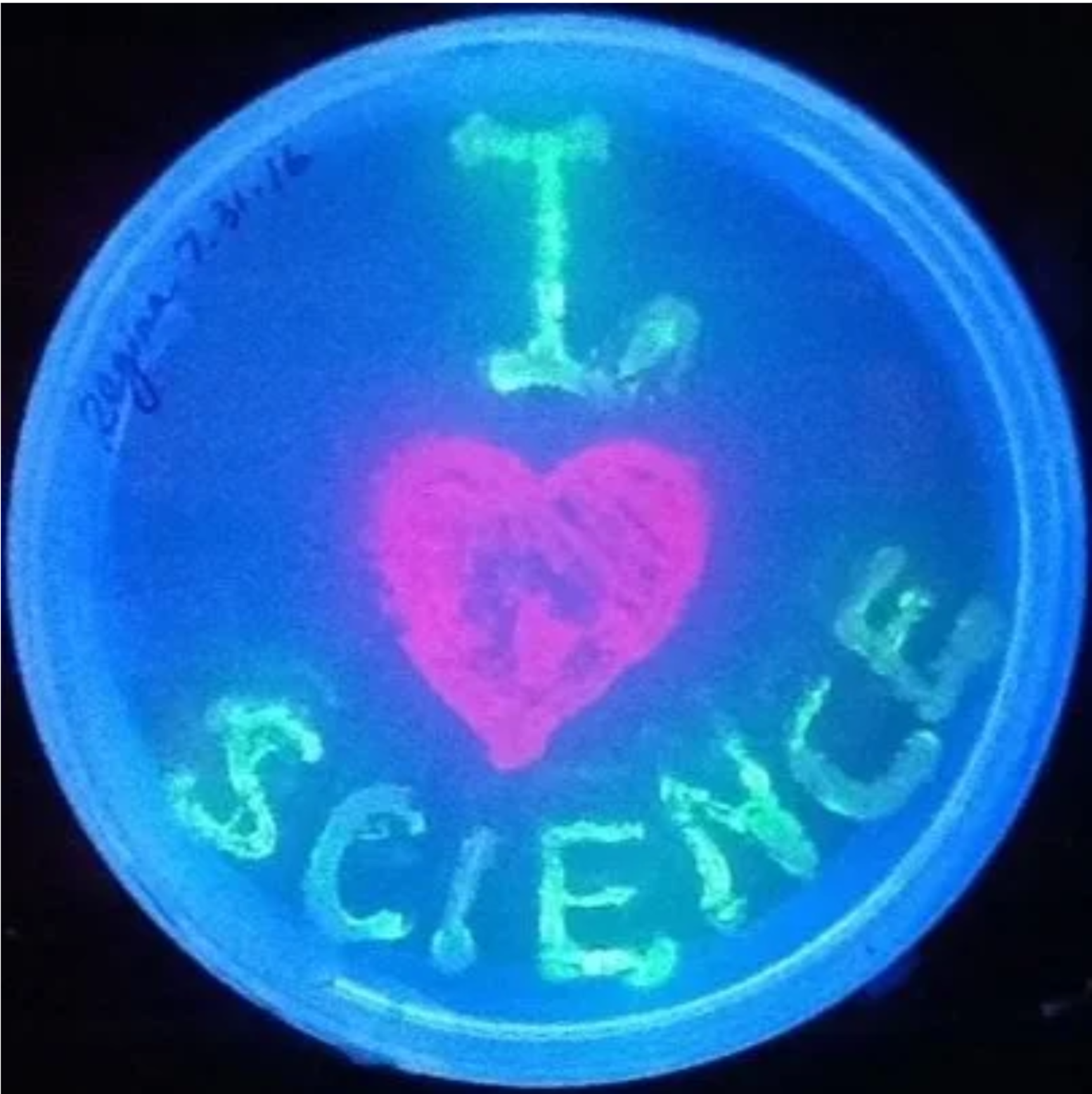 Painting with Bacteria I Love Science .png