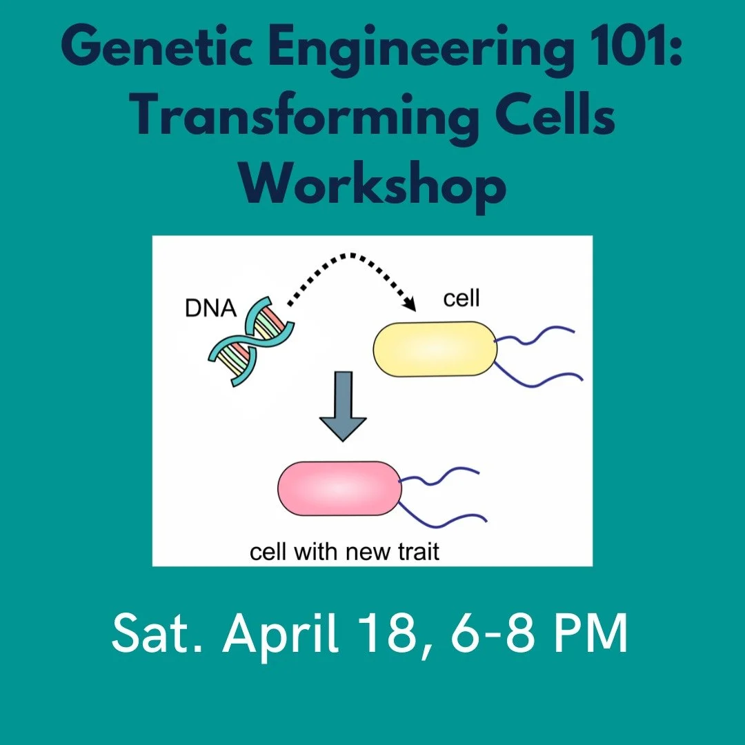 Learn how to perform a bacterial transformation, an essential protocol for genetic engineering and molecular biology. This simple yet powerful technique is often used to make large amounts of proteins like insulin or to modify the genetic makeup of a