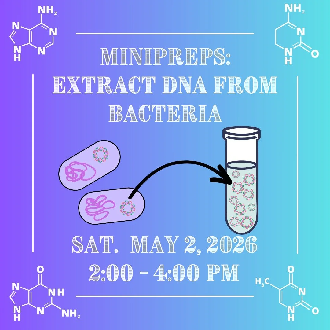 🧬Extracting and purifying plasmid DNA from bacteria, or mini-prepping, is an essential lab technique for molecular biology. Mini-prepping enables fast and inexpensive DNA purification from live cells - a first step for any genetic engineering projec