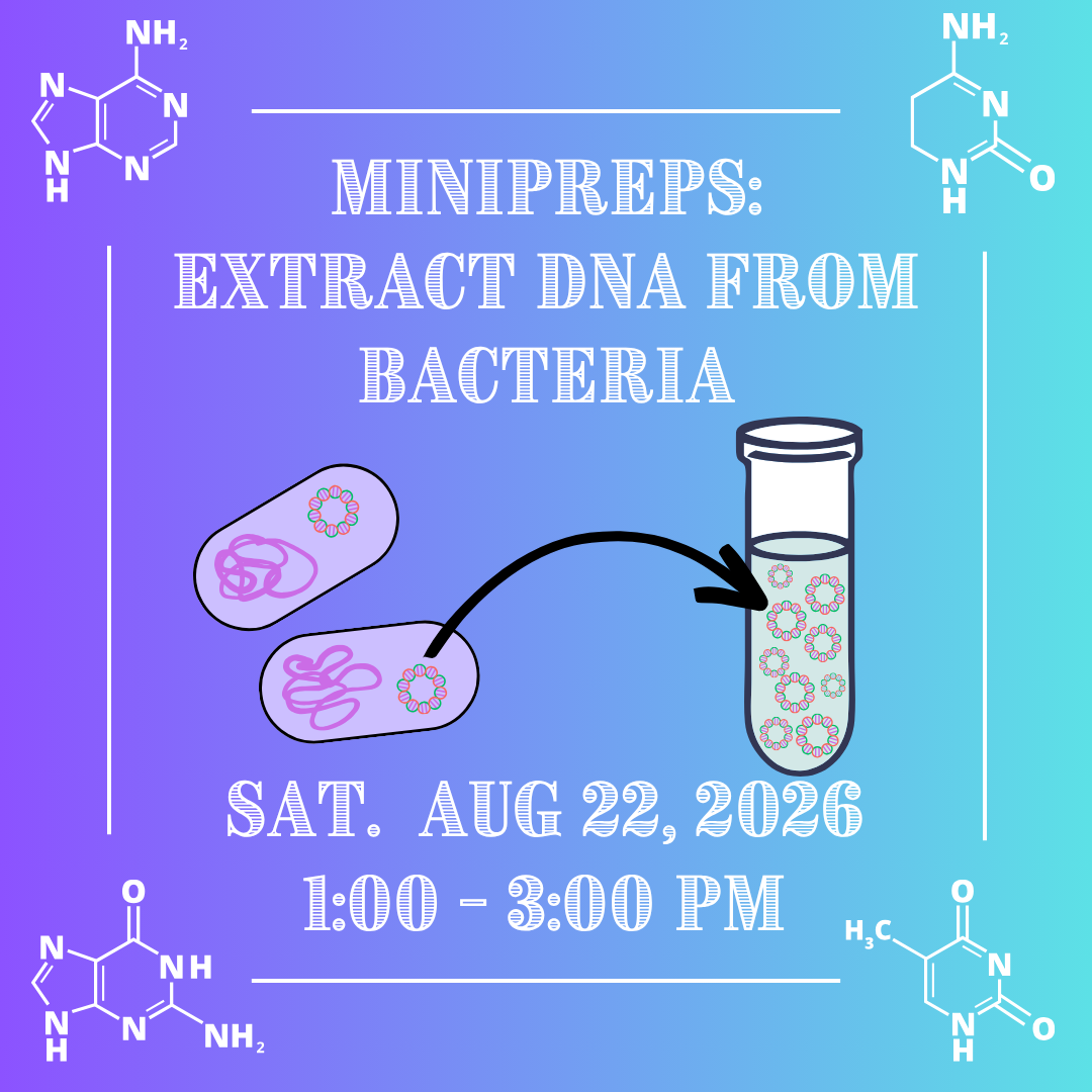 Minipreps: Extract DNA from Bacteria
