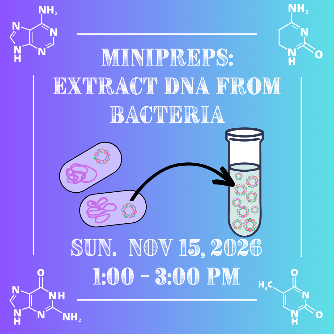 Minipreps Extract DNA From BACTERIA.png