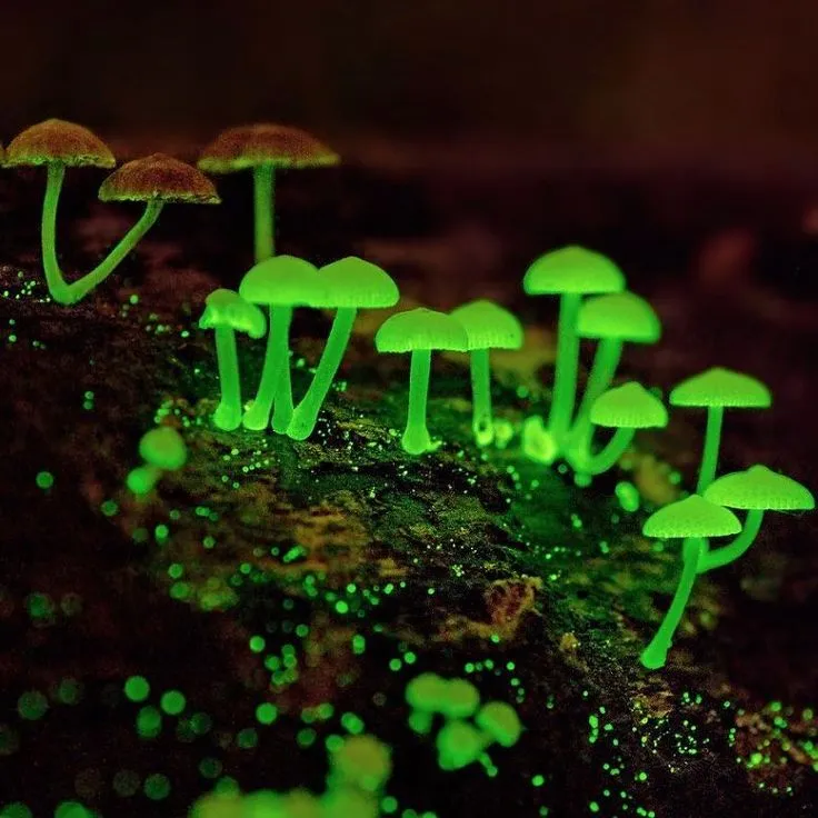 Bioluminescent_Fungi.png