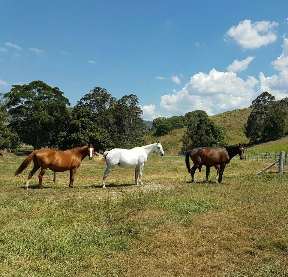 Broodmares ready to foal