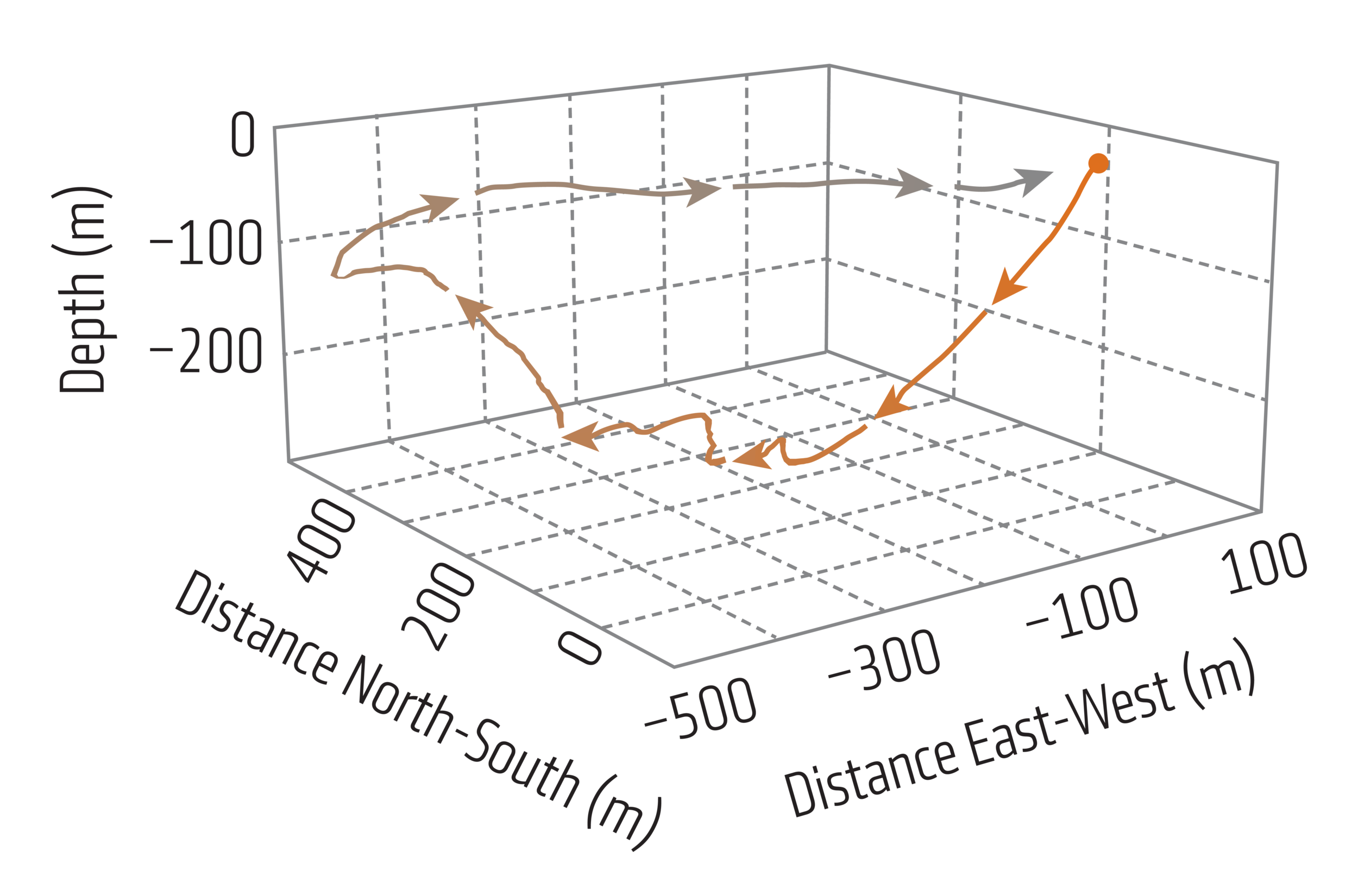 A Weddell seal may swim the distance of seven football fields in minutes, following a dive path like this one in pursuit of prey. Scientists suspect the seal returns to its breathing hole with the help of a natural compass.