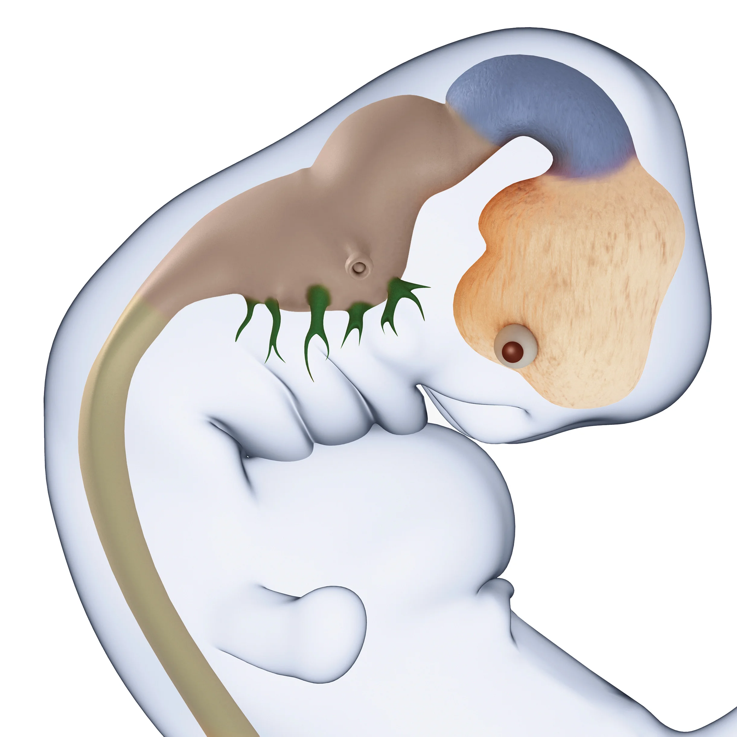 UT Austin scientists work to prevent and address neural tube defects, which can cause early death and disabilities in children.