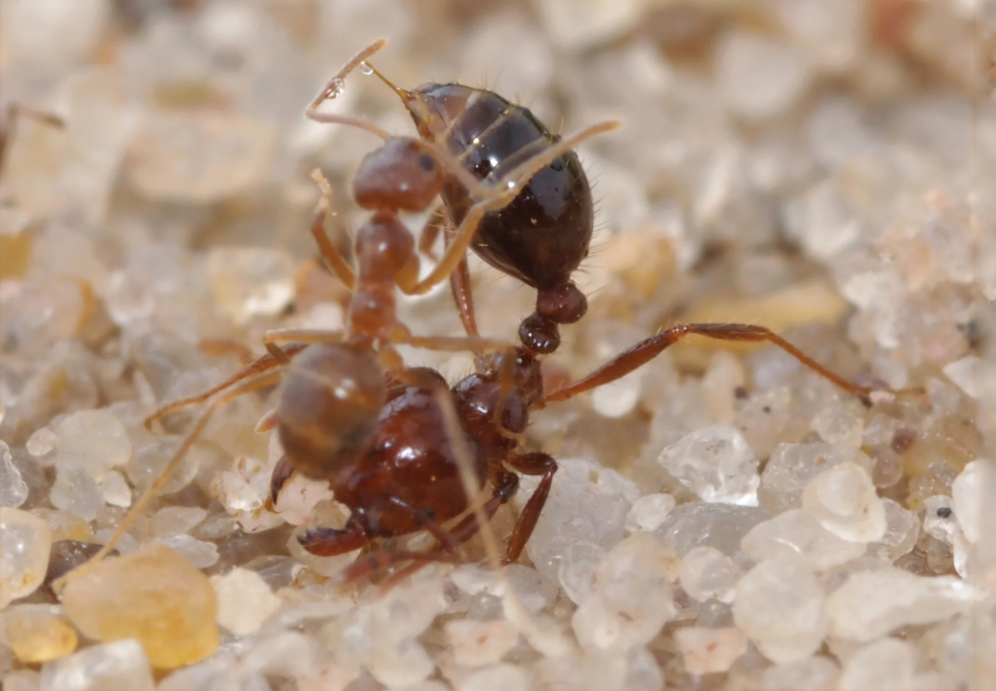Crazy ants secrete formic acid and smear it on their bodies to neutralize fire-ant venom.