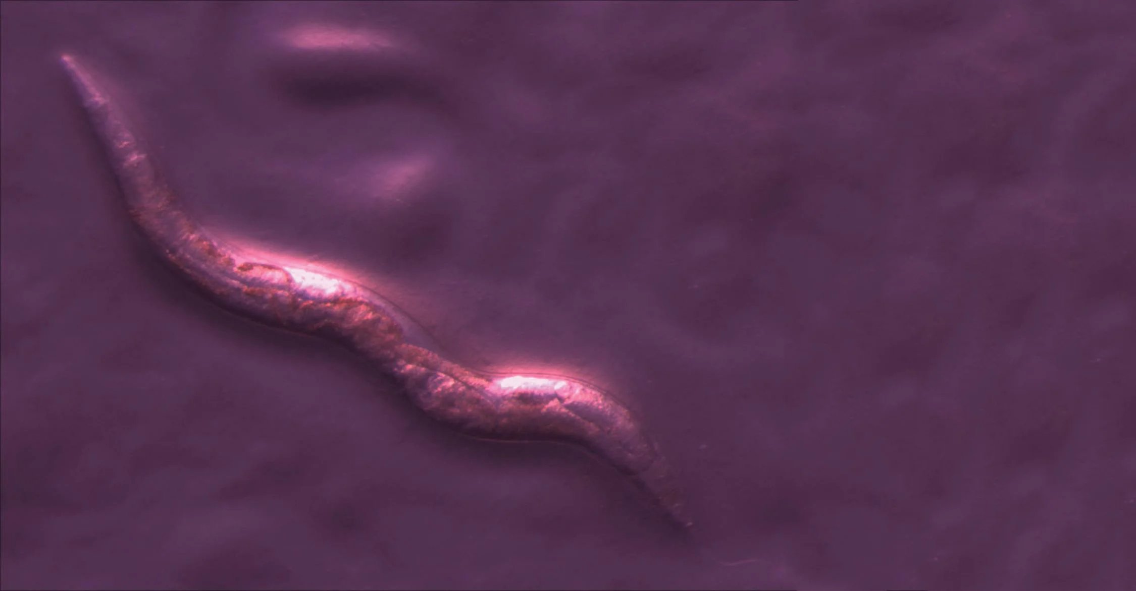 Sober worms like this one wiggle more from side to side. Credit: Karishma Kaushik