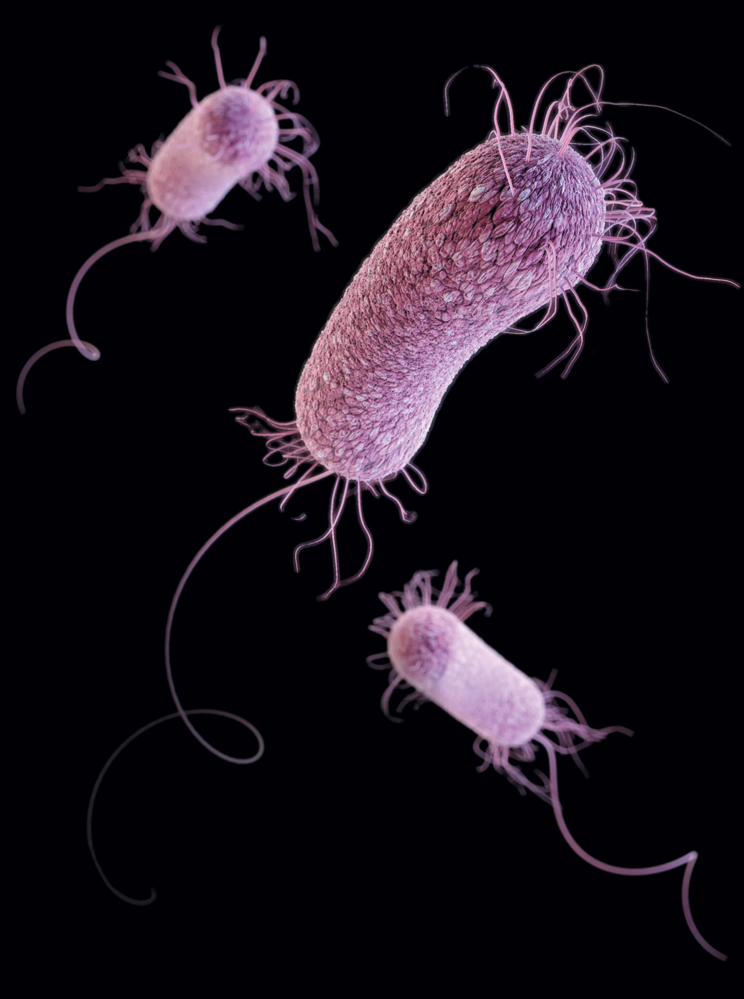 Credit: U.S. Centers for Disease Control and Prevention — Medical Illustrator