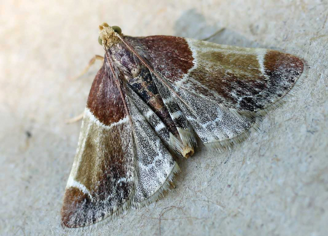 Pyralis farinalis.