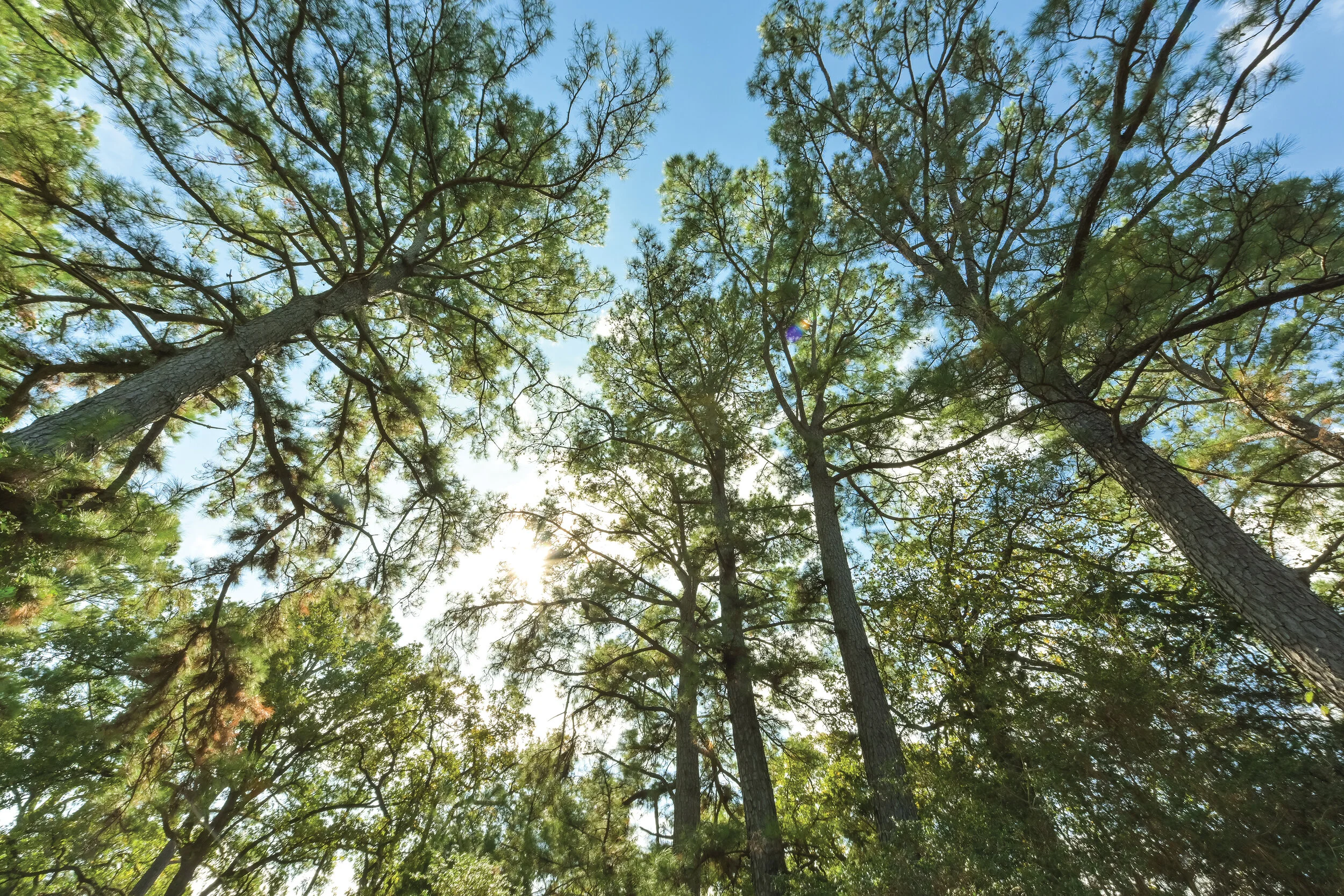 Piney Paradise