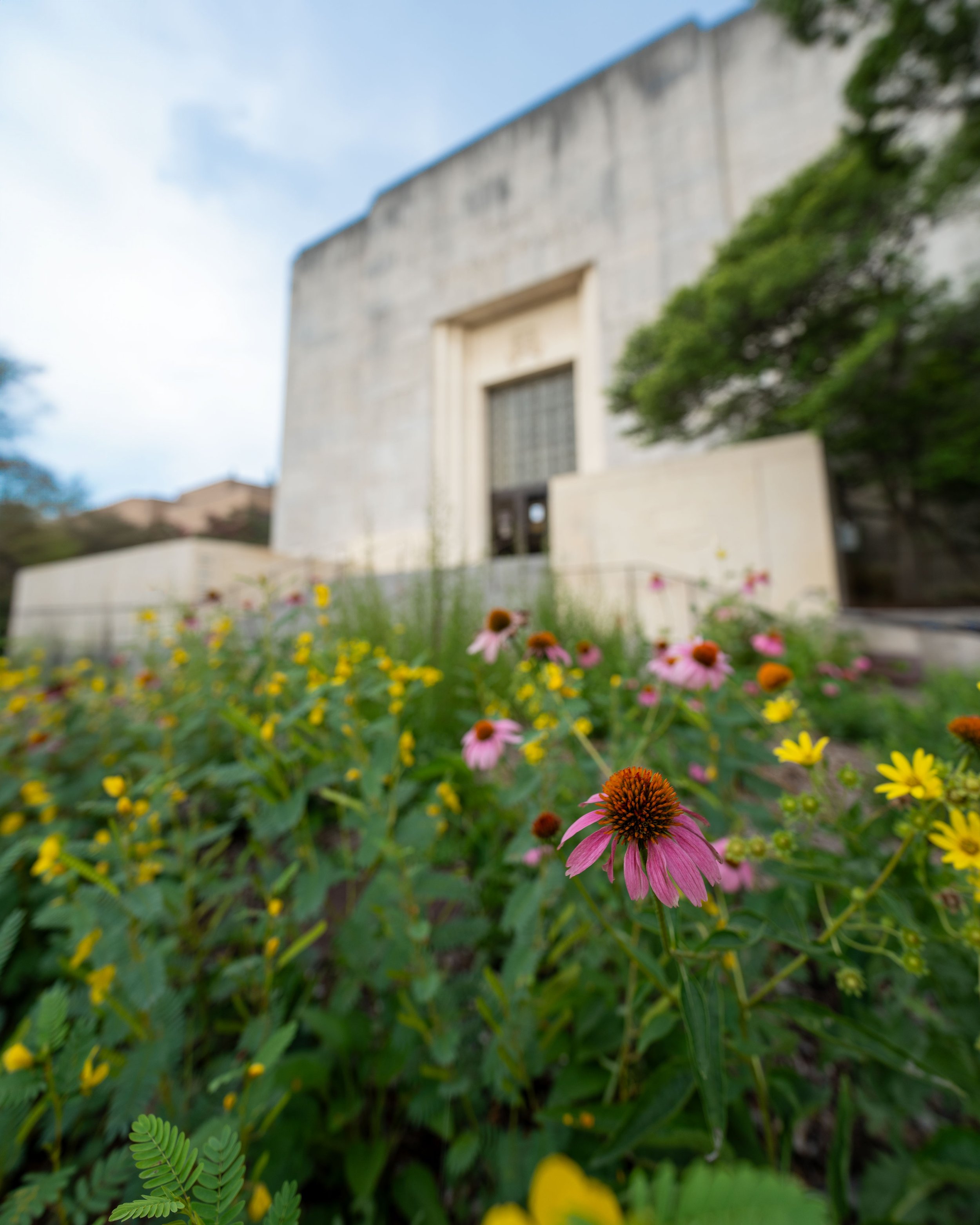  A new pollinator garden greets visitors to the newly renamed campus museum. 