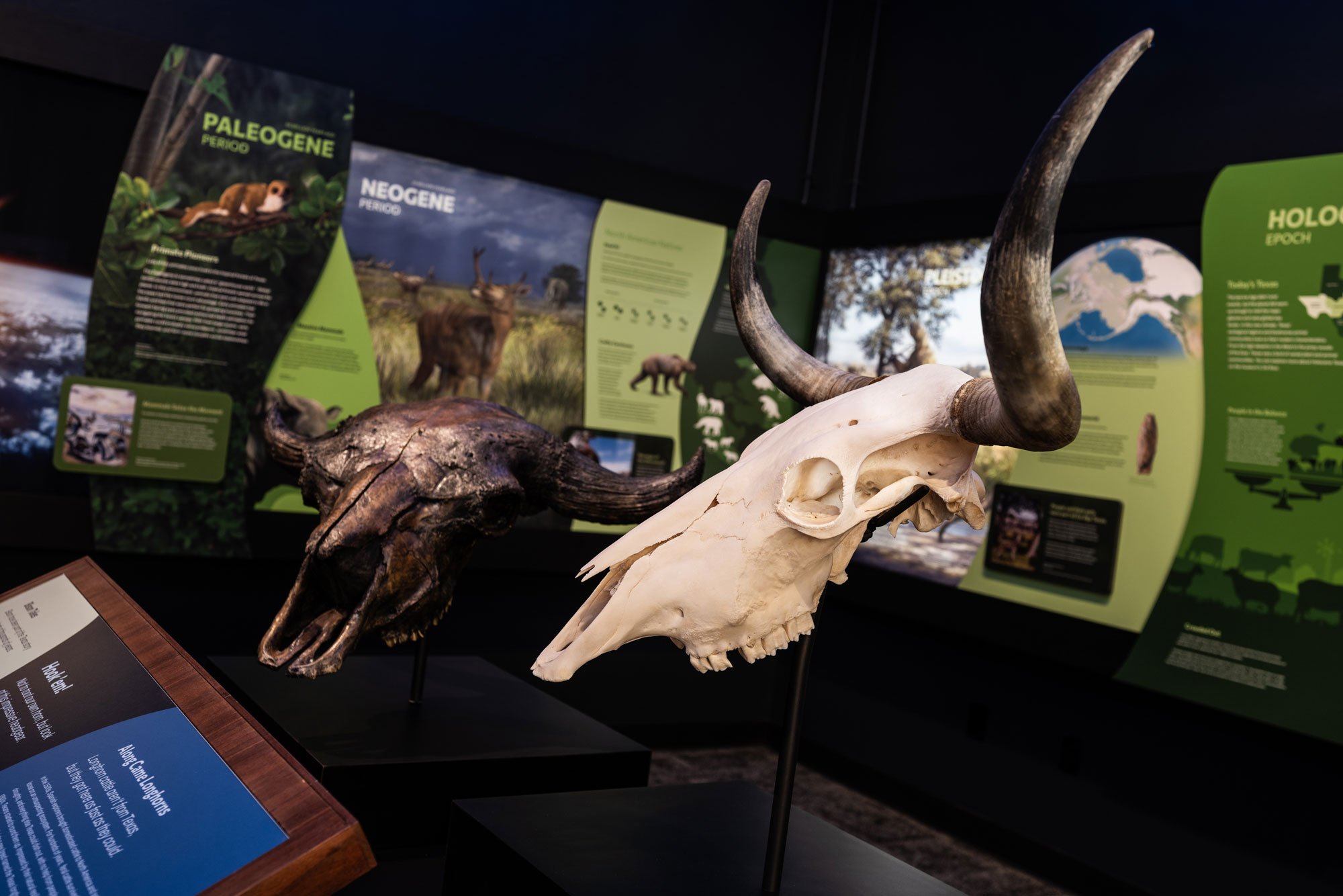  A modern Longhorn skull (right) beside the cast replica of a fossilized skull of an ancient bison (left) that once lived in Texas. These are part of the new Texas Transformation exhibit. 