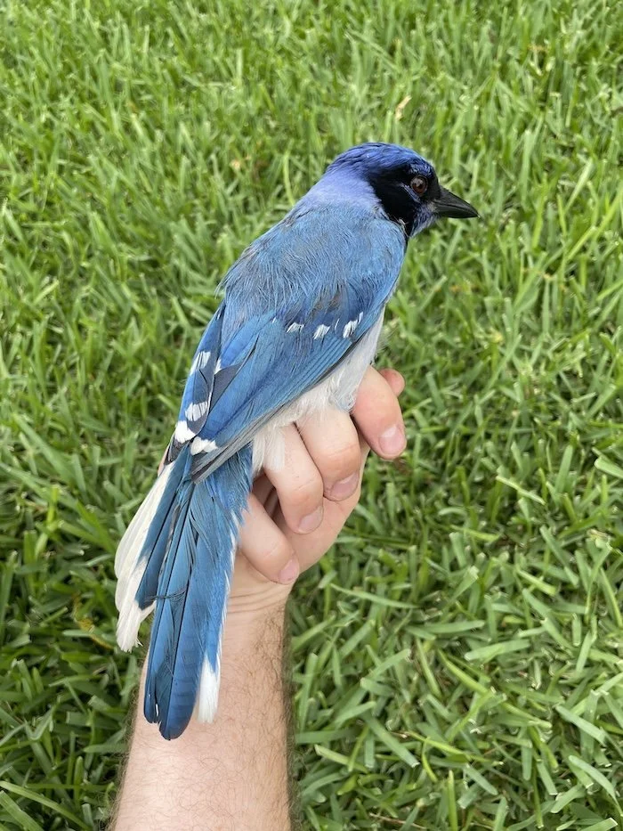 Meet the Texas Grue Jay