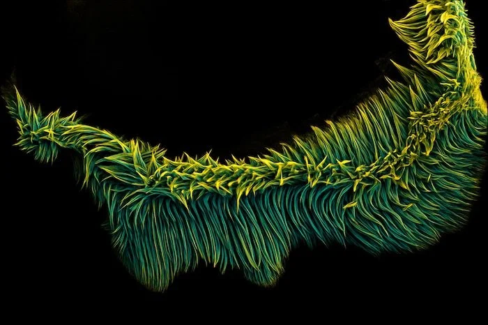 Serendipitous Splendor