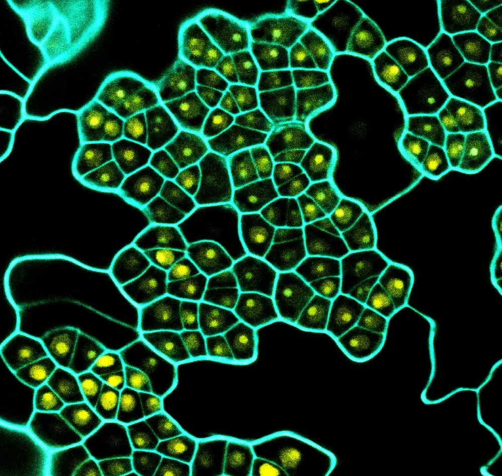Science Visualized Science Visualized — The Texas Scientist