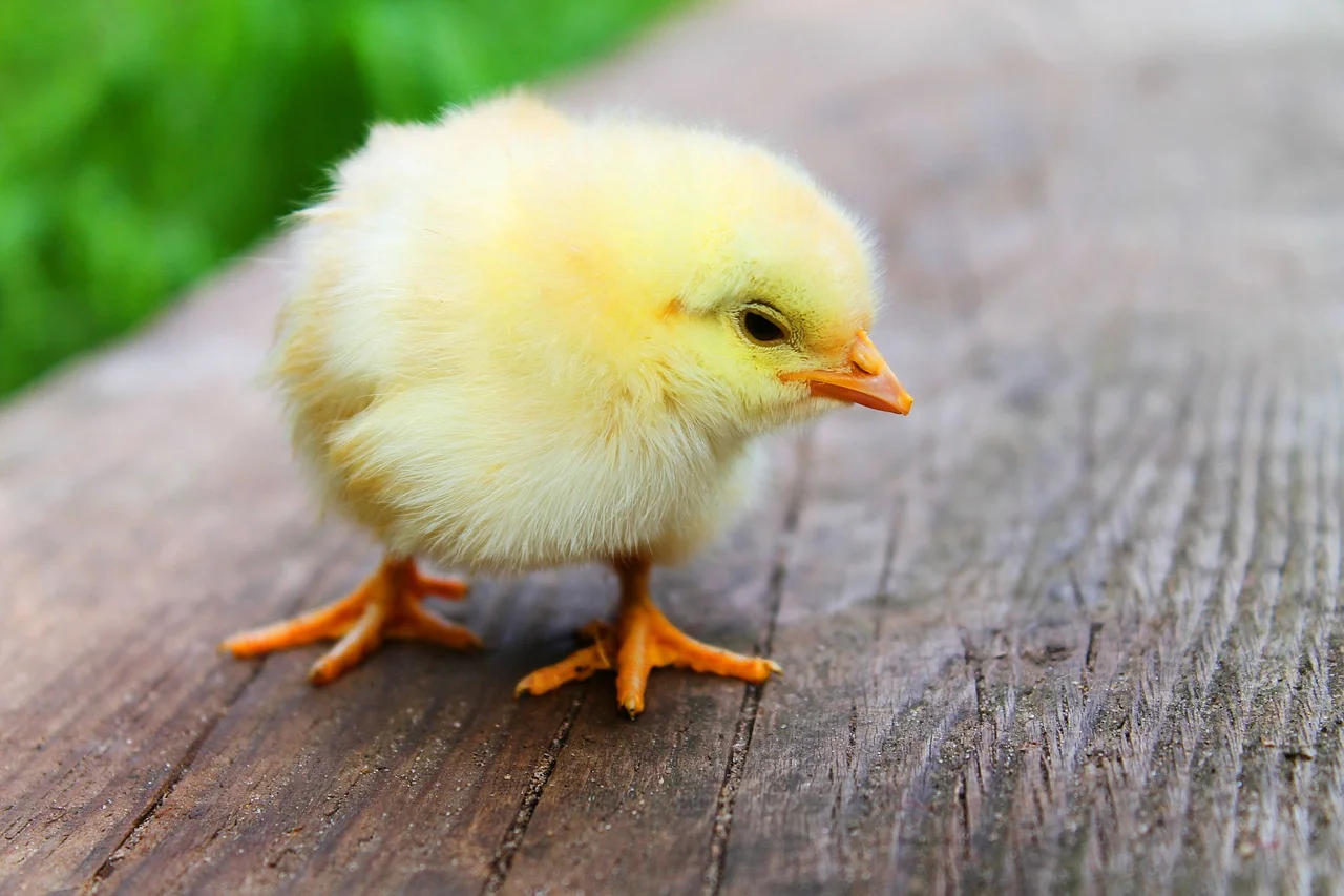 easter-349026_1280.jpg