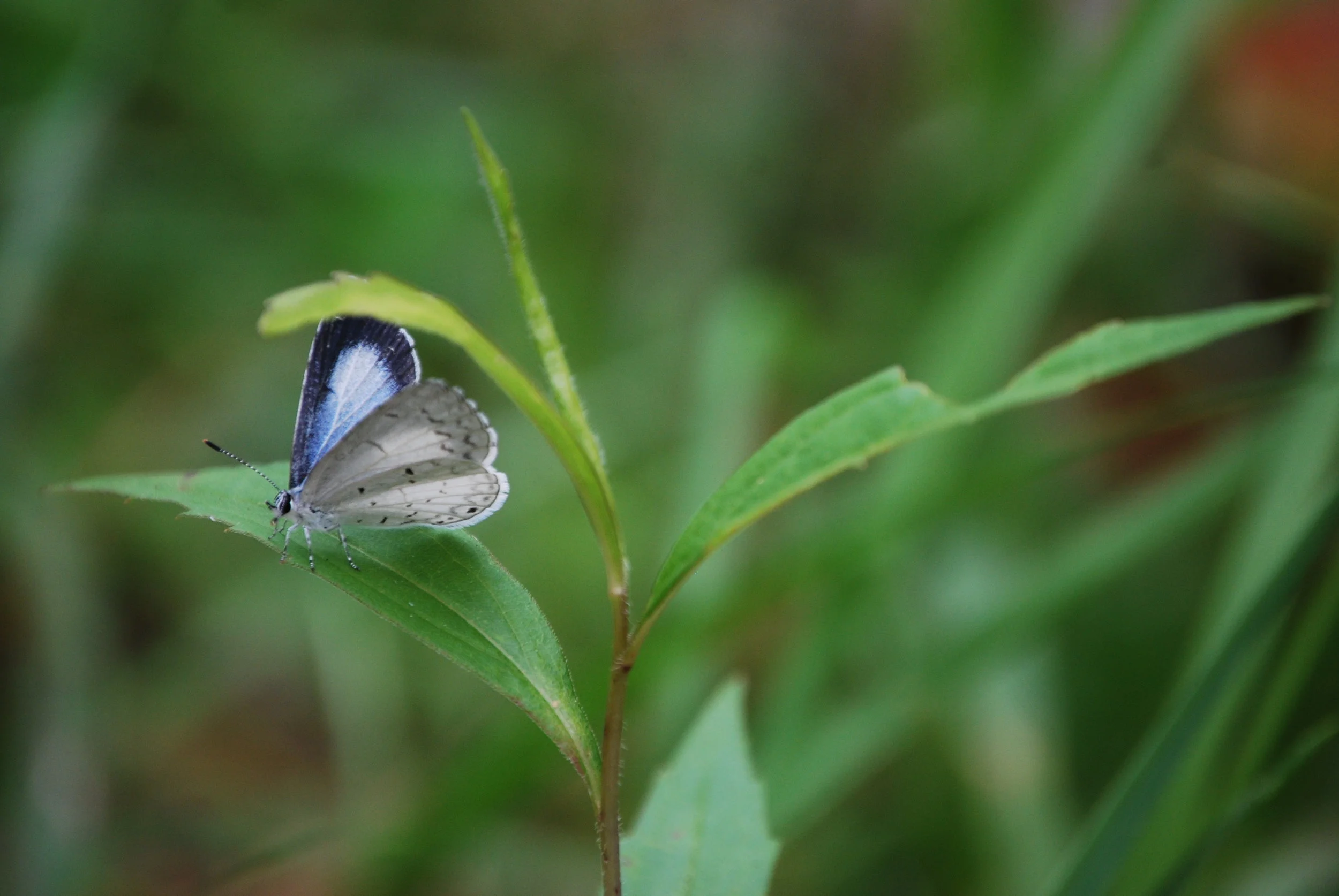 Features in MassACDA Newsletter (Mass Sings)