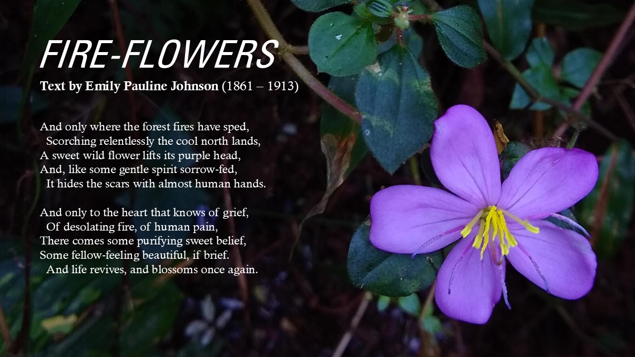 Fire-Flowers Power Point (Youtube-FB).png