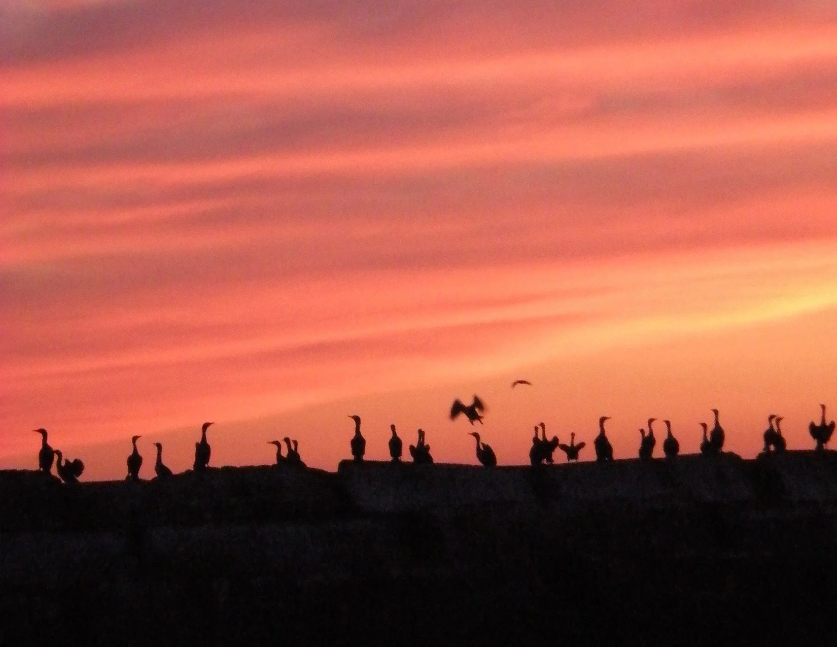 birdsAtSunset_image.jpg