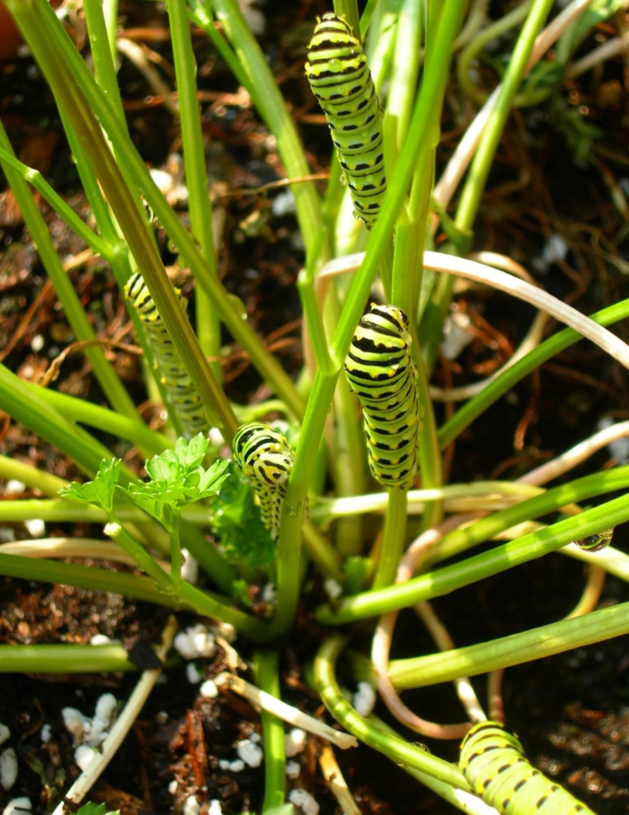 caterpillars_image.jpg
