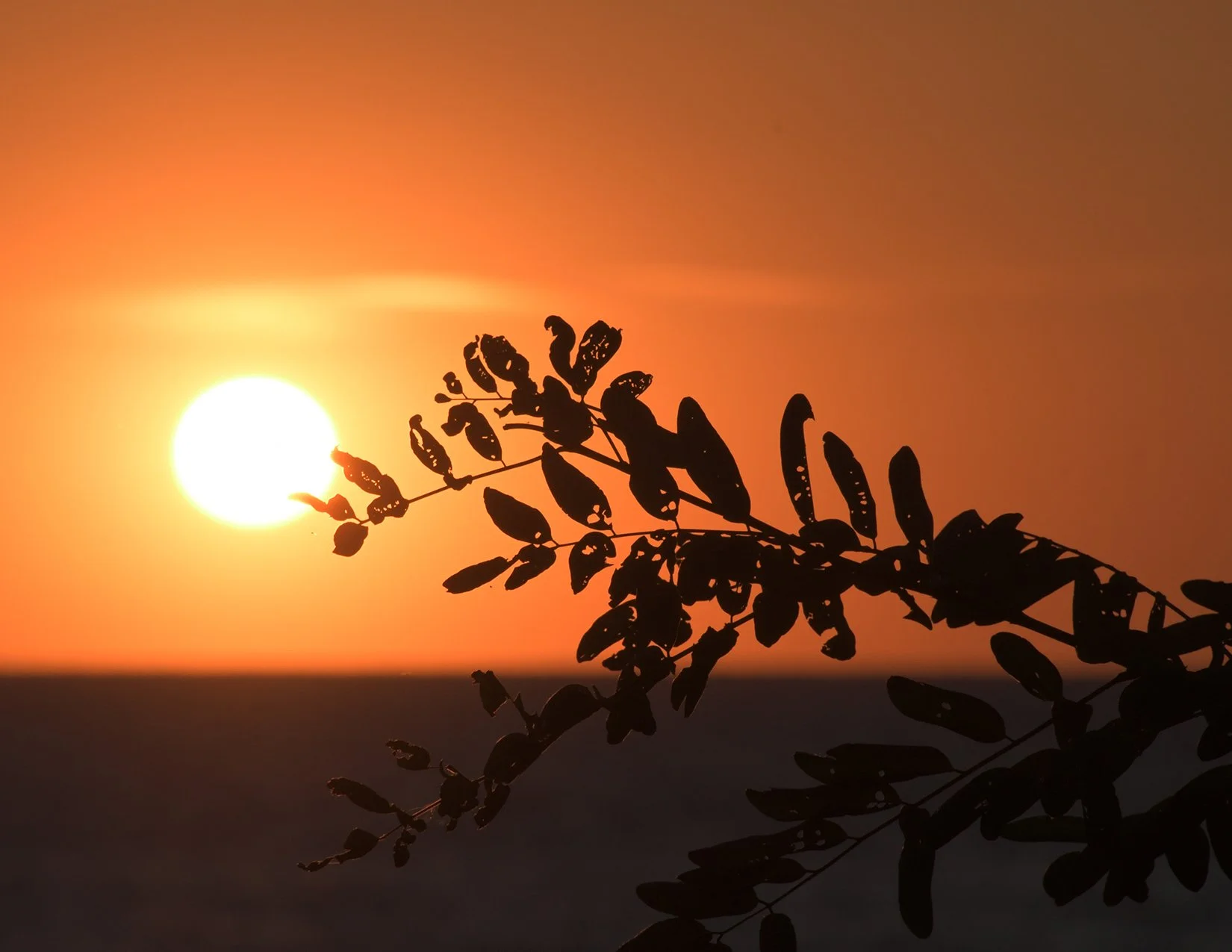 branchAtSunset_image.jpg