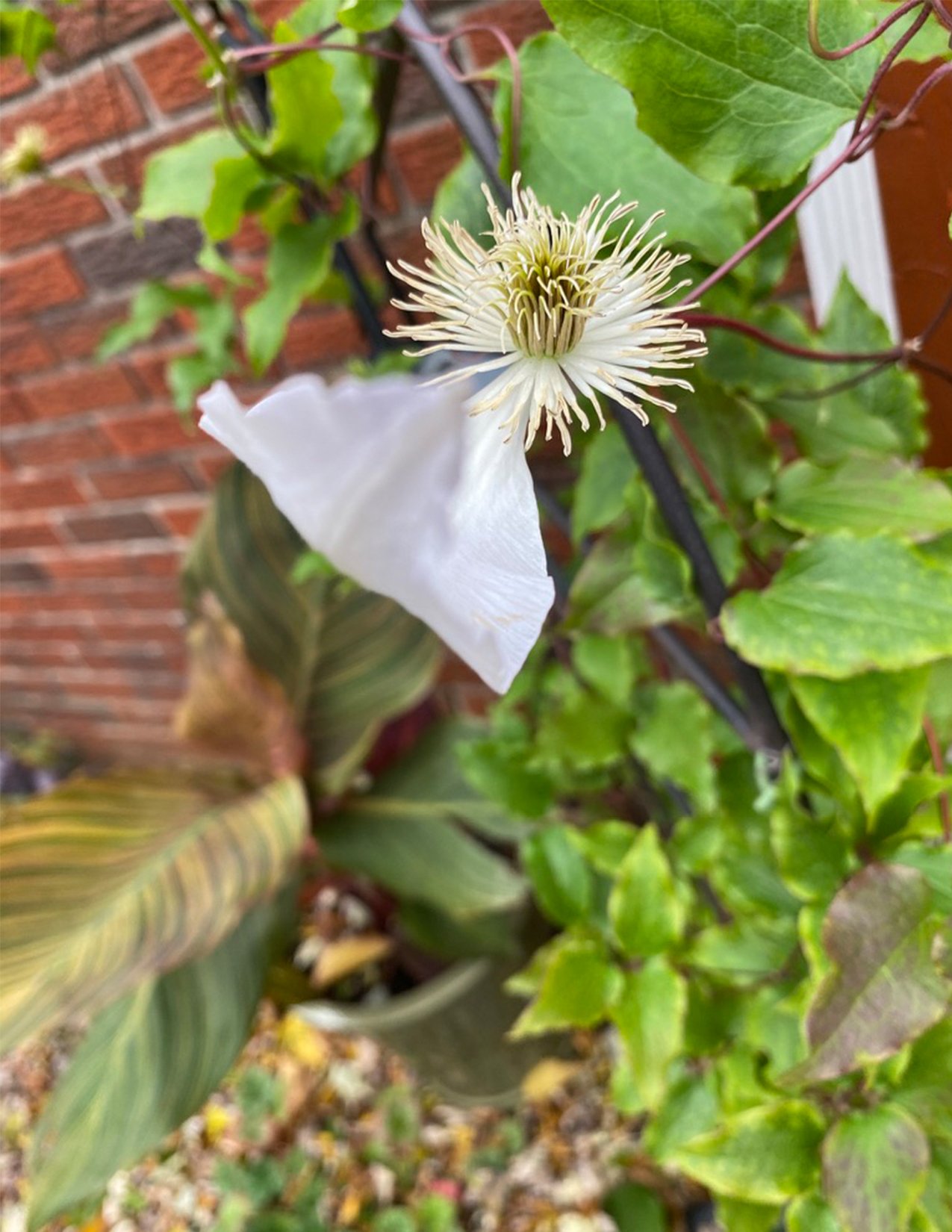 singleWhitePetal_image.jpg