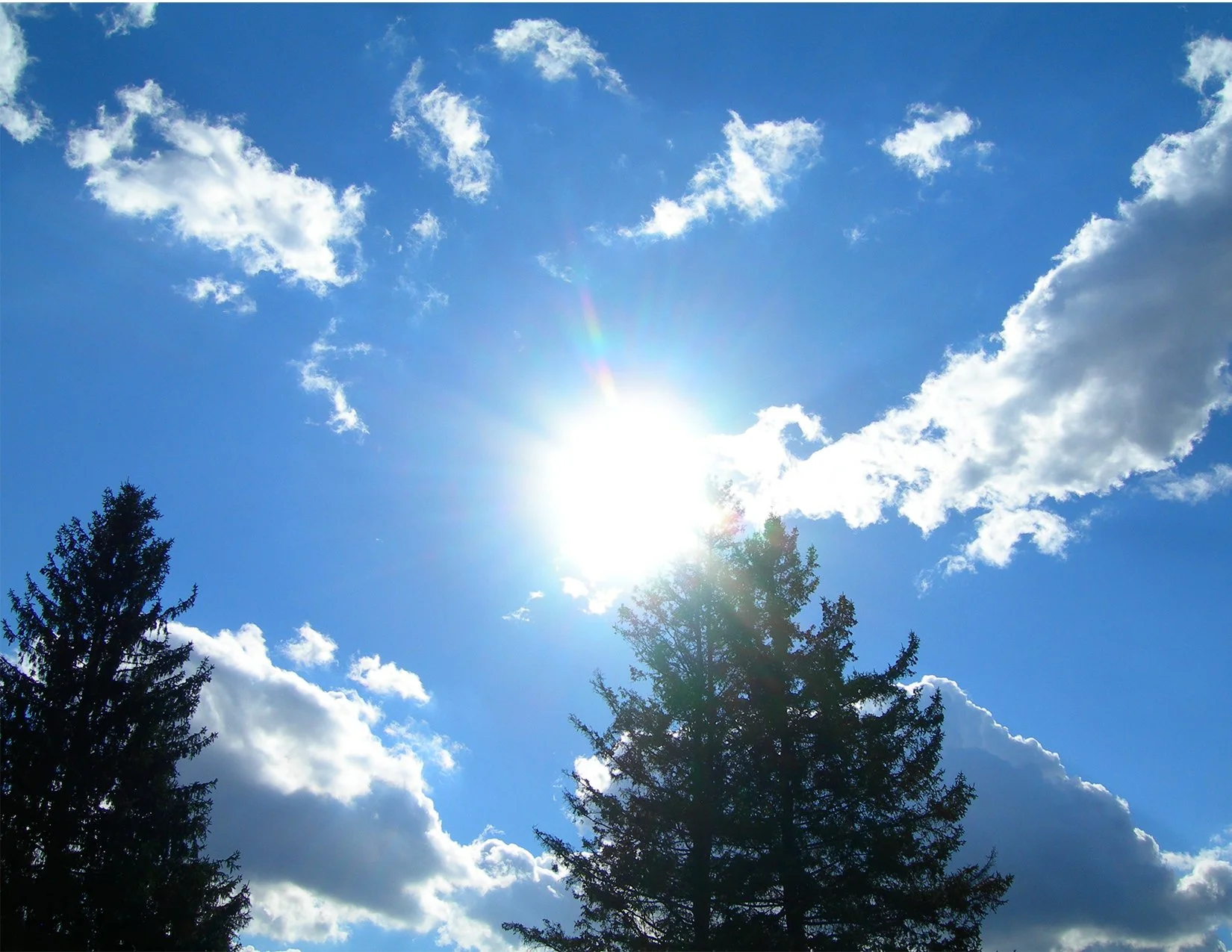 pinesInSunlight_image.jpg