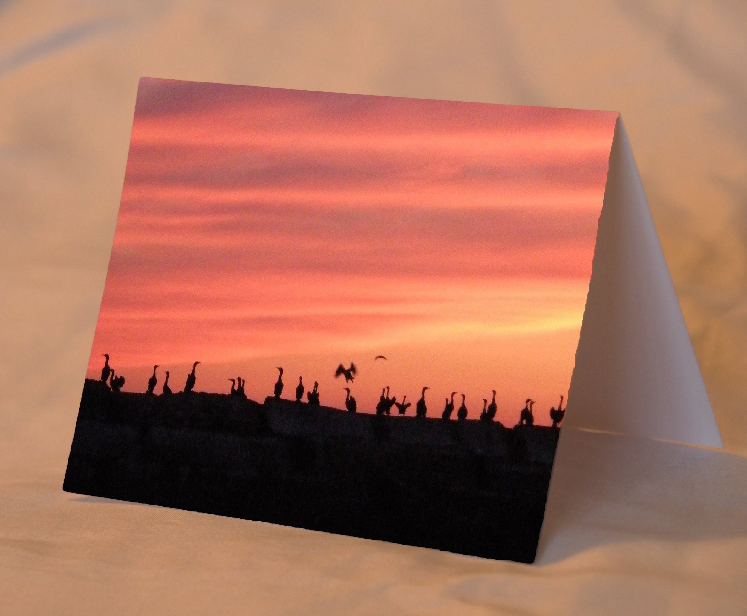 birdsAtSunset_placed.jpg