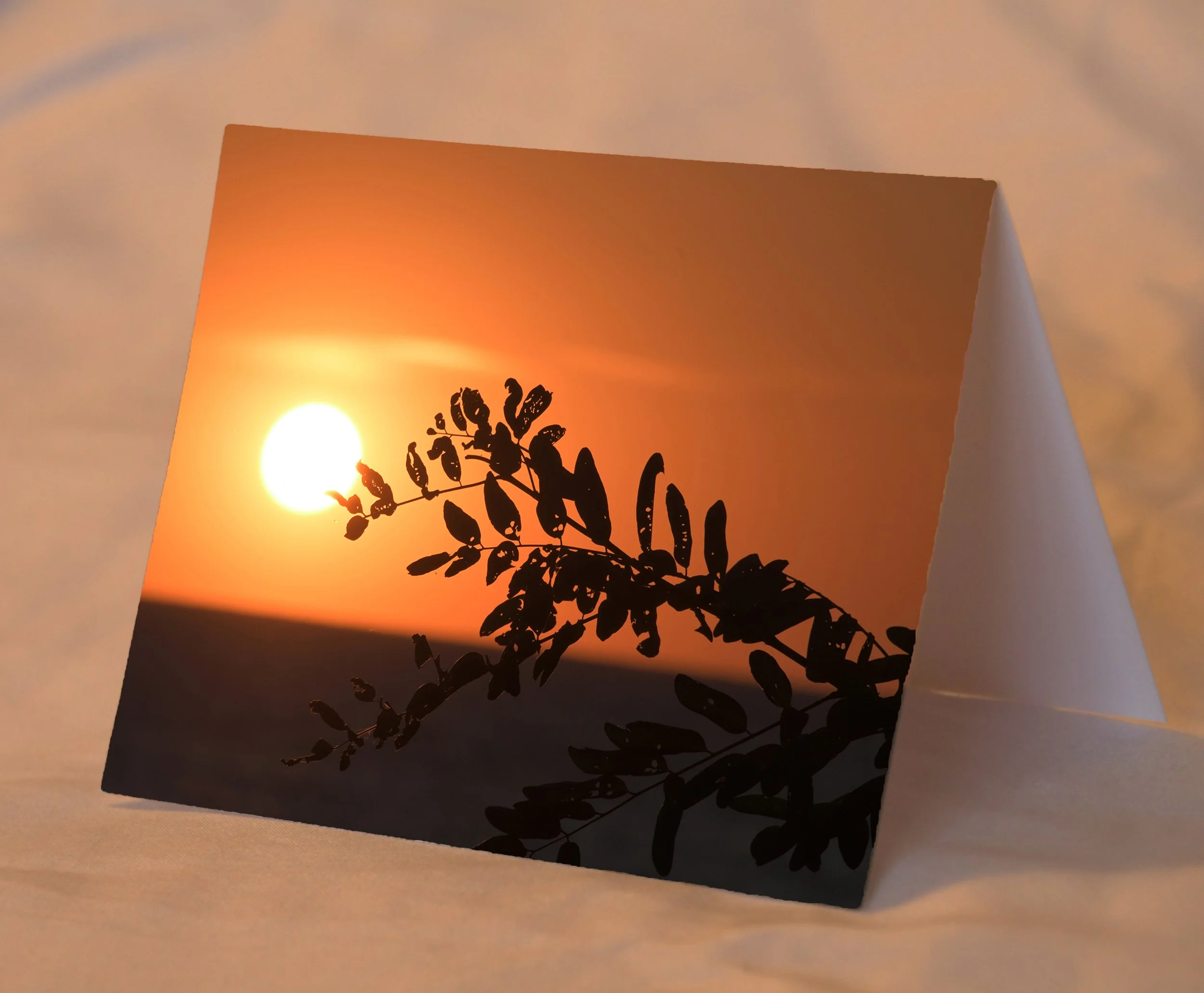 branchAtSunset_placed.jpg