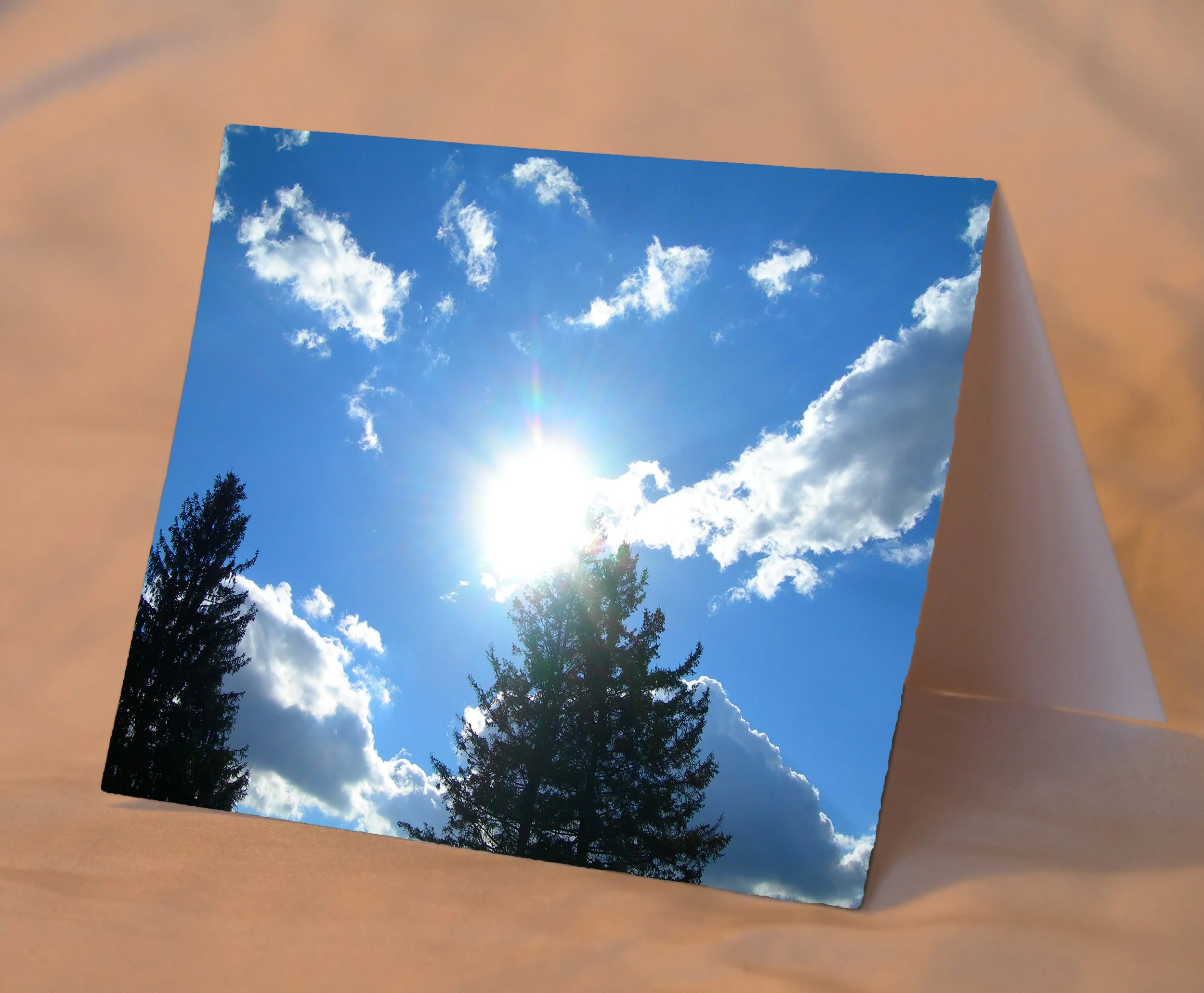 pinesInSunlight_placed.jpg