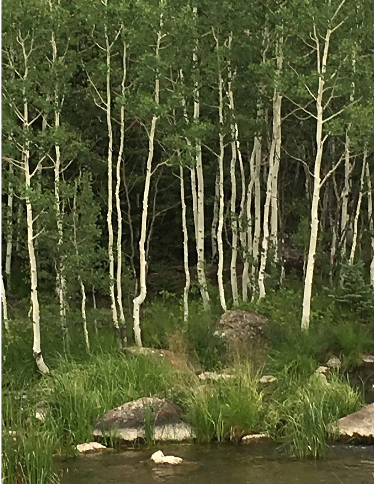 AspenTrees_image.jpg