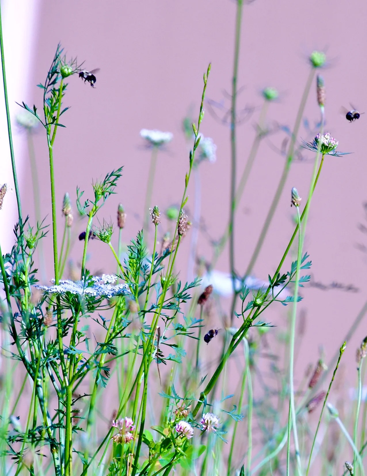 BeesOnPollen_image.jpg