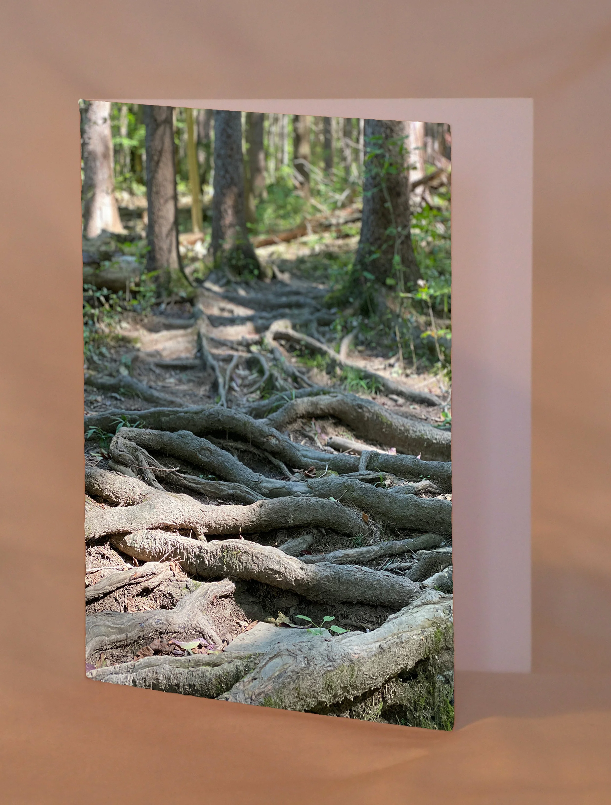 RootCoveredPath_placed.jpg